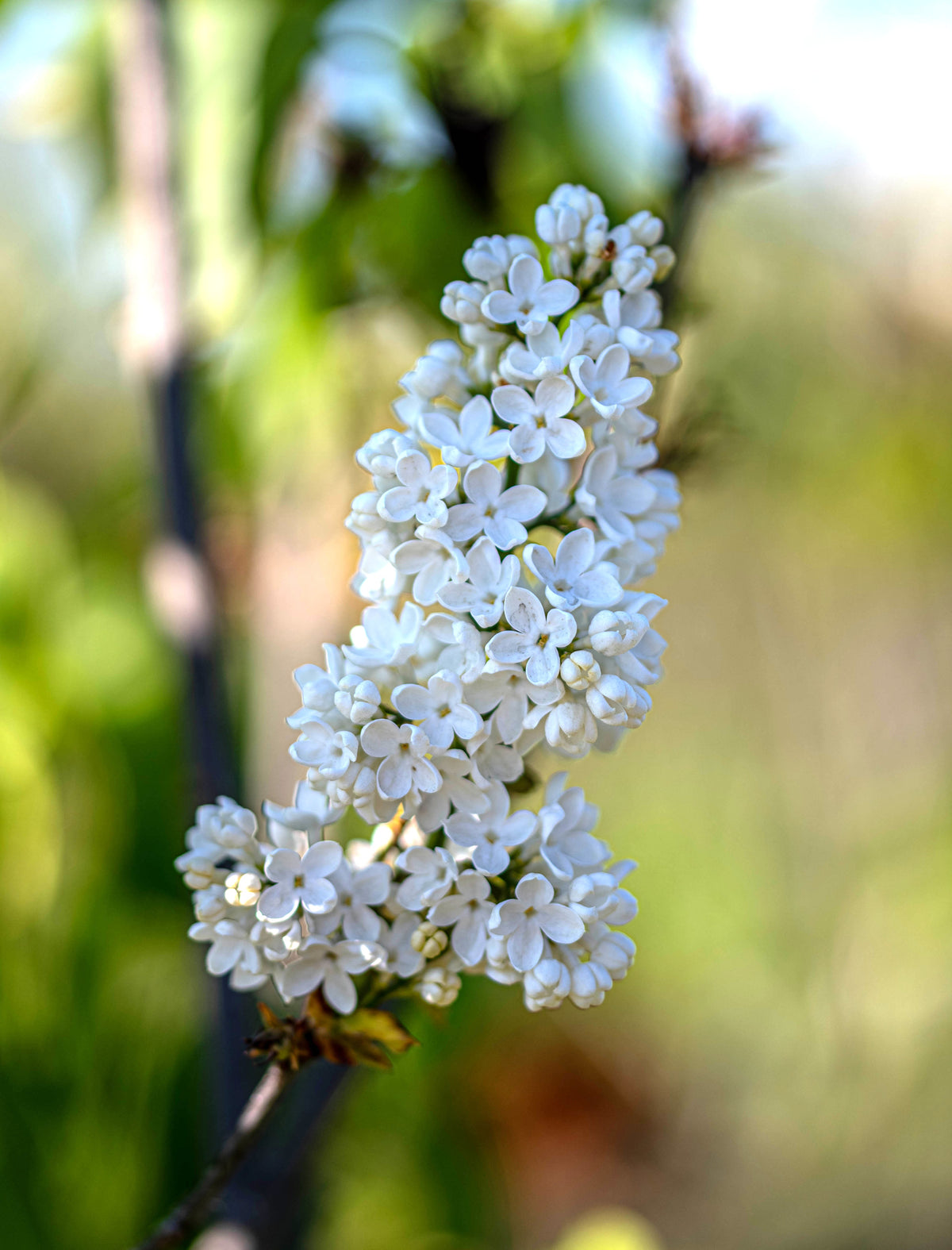 Witte sering met kluit- Syringa vulgaris 'Mme Lemoine'