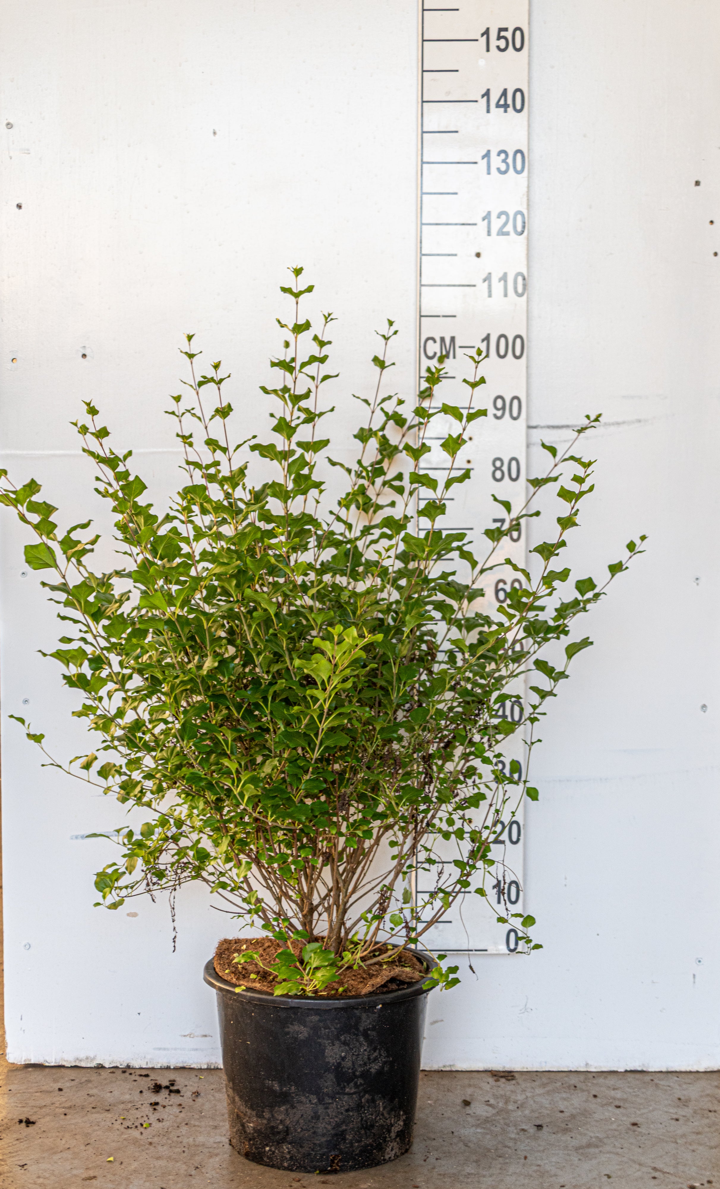 Dwergsering- Syringa meyeri 'Palibin'