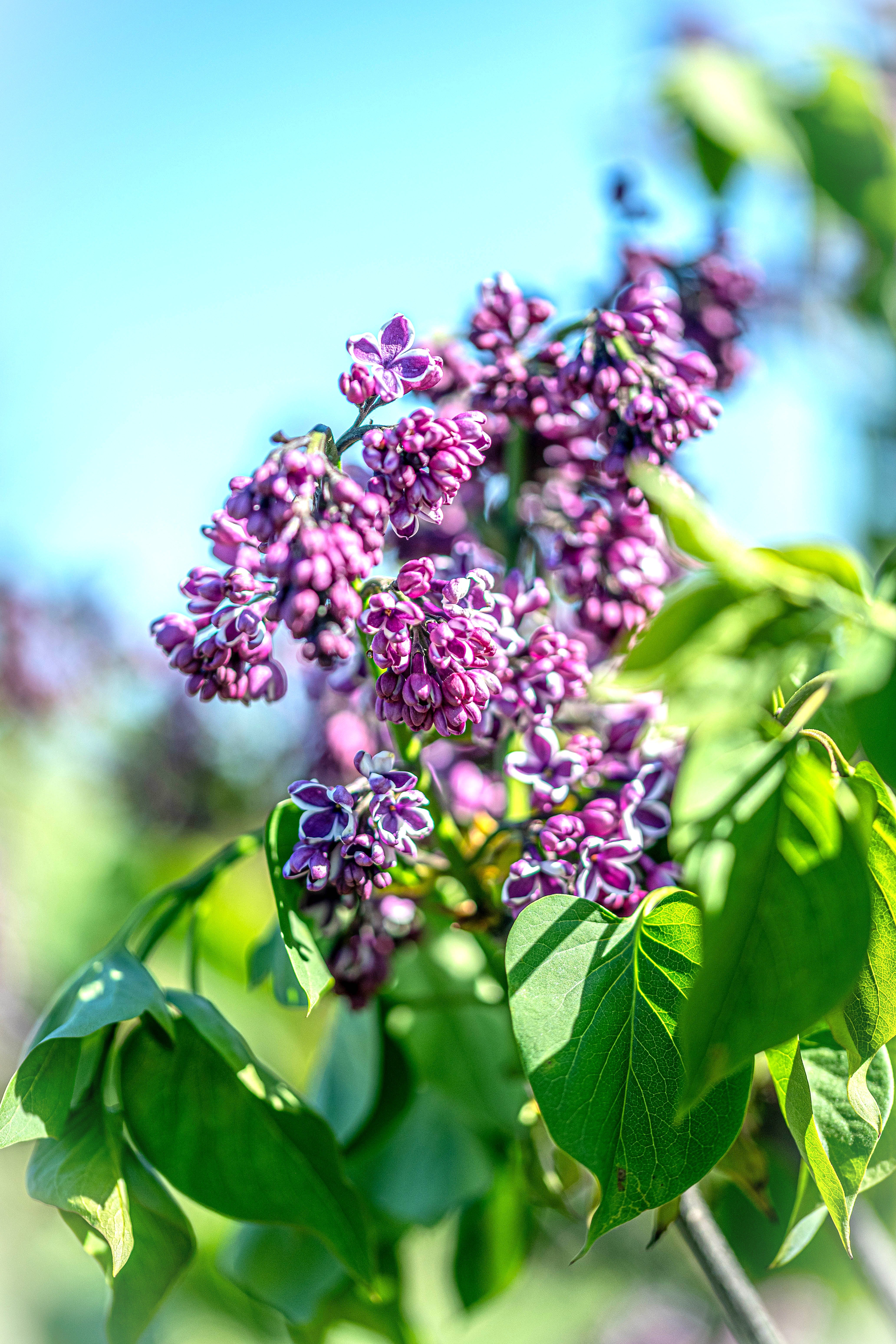 Tweekleurige sering in pot- Syringa vulgaris 'Sensation'