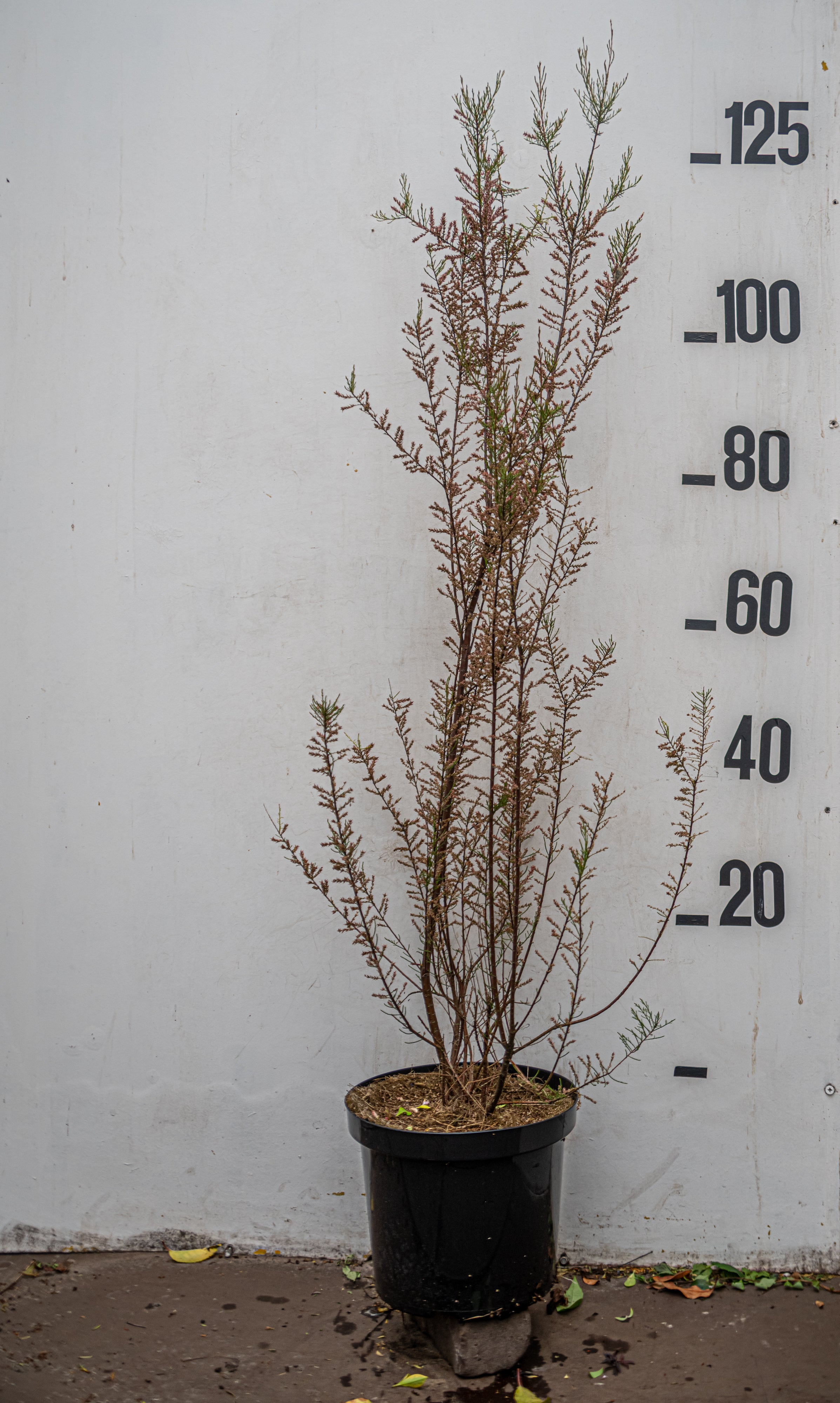 Tamarisk- Tamarix tetrandra