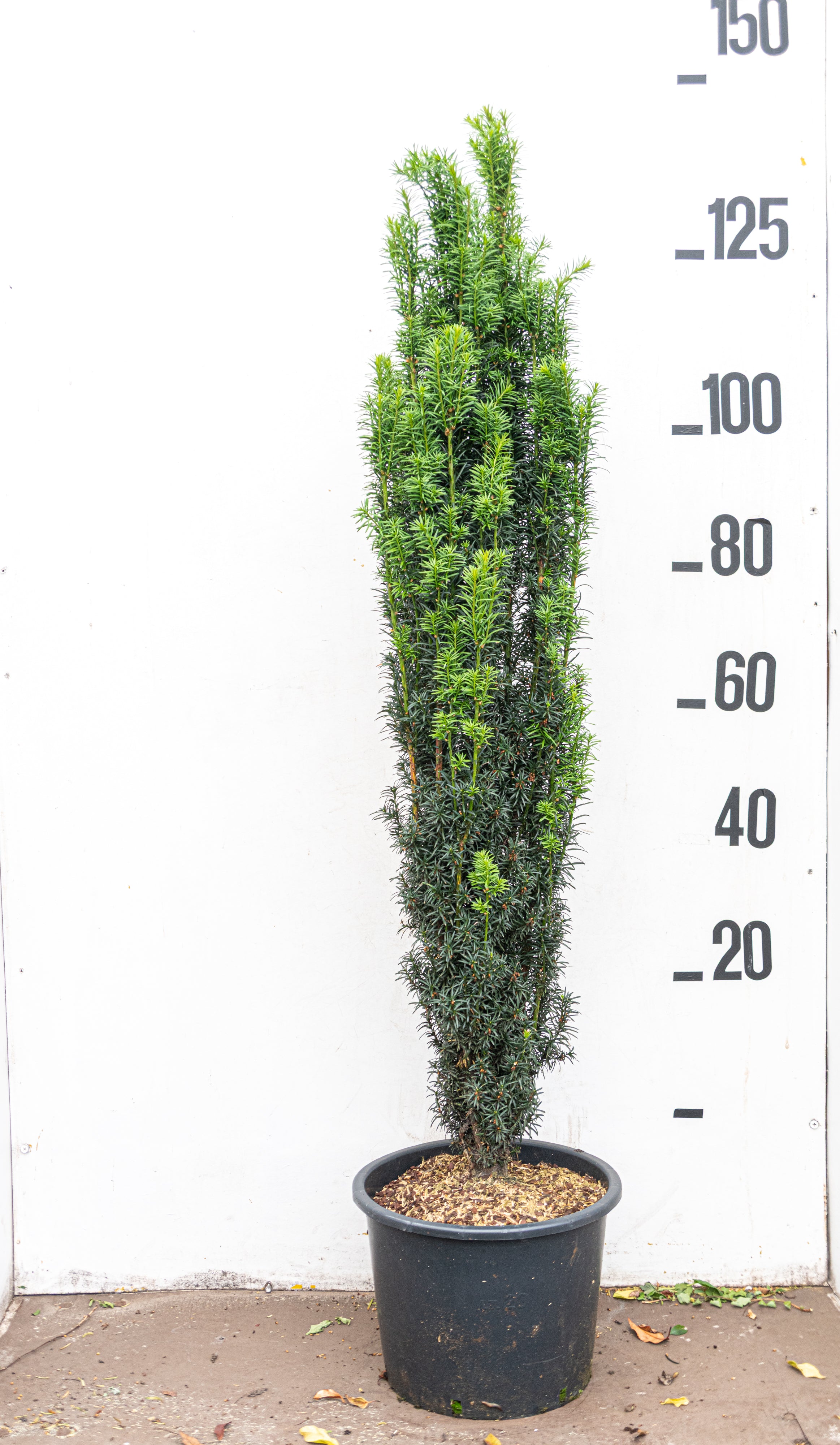 Zuilvormige taxus- Taxus baccata 'Fastigiata Robusta'