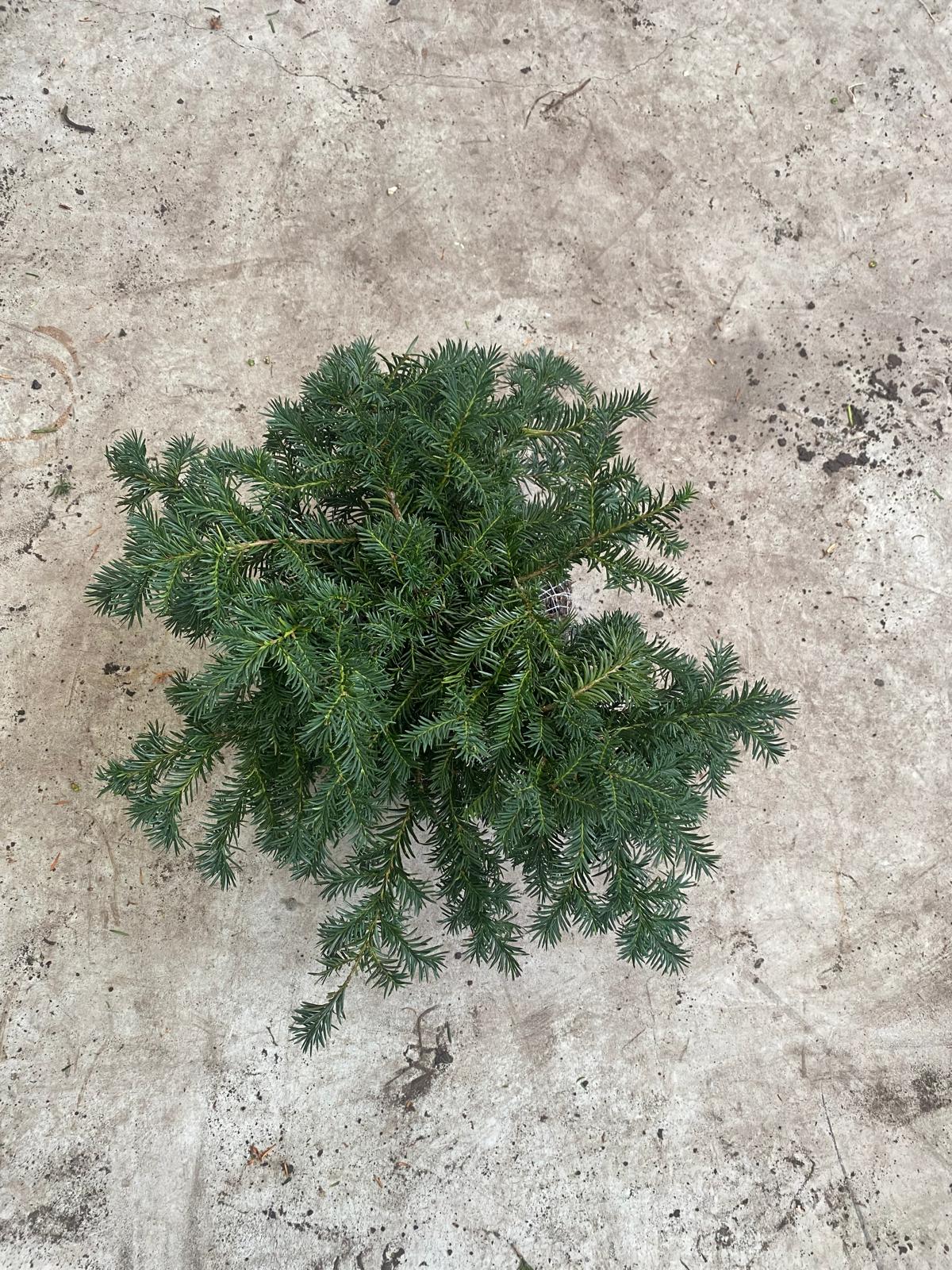 Lage taxus met kluit- Taxus baccata 'Repandens'