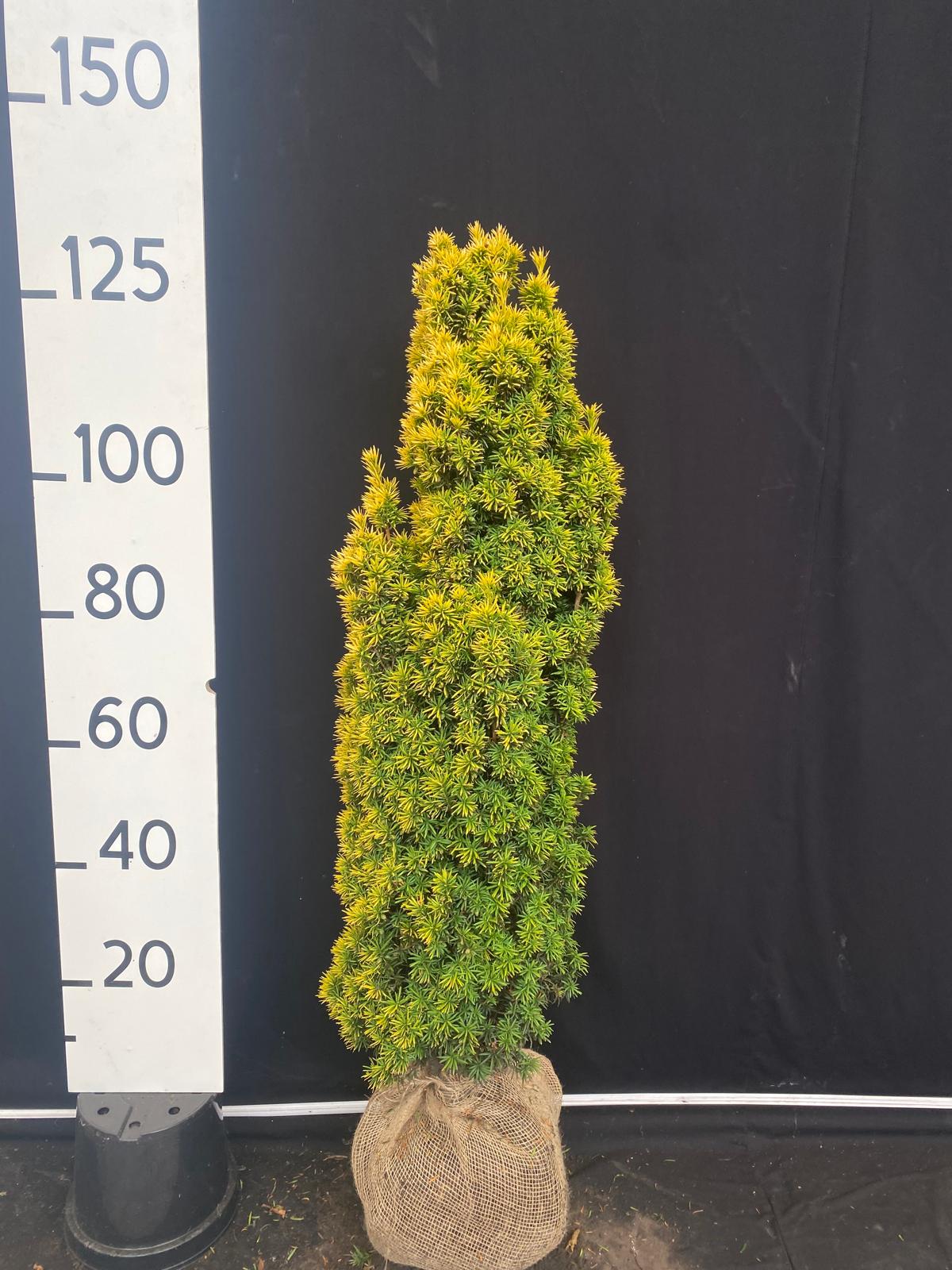 Goudgele zuilvormige taxus met kluit- Taxus baccata 'Standishii'