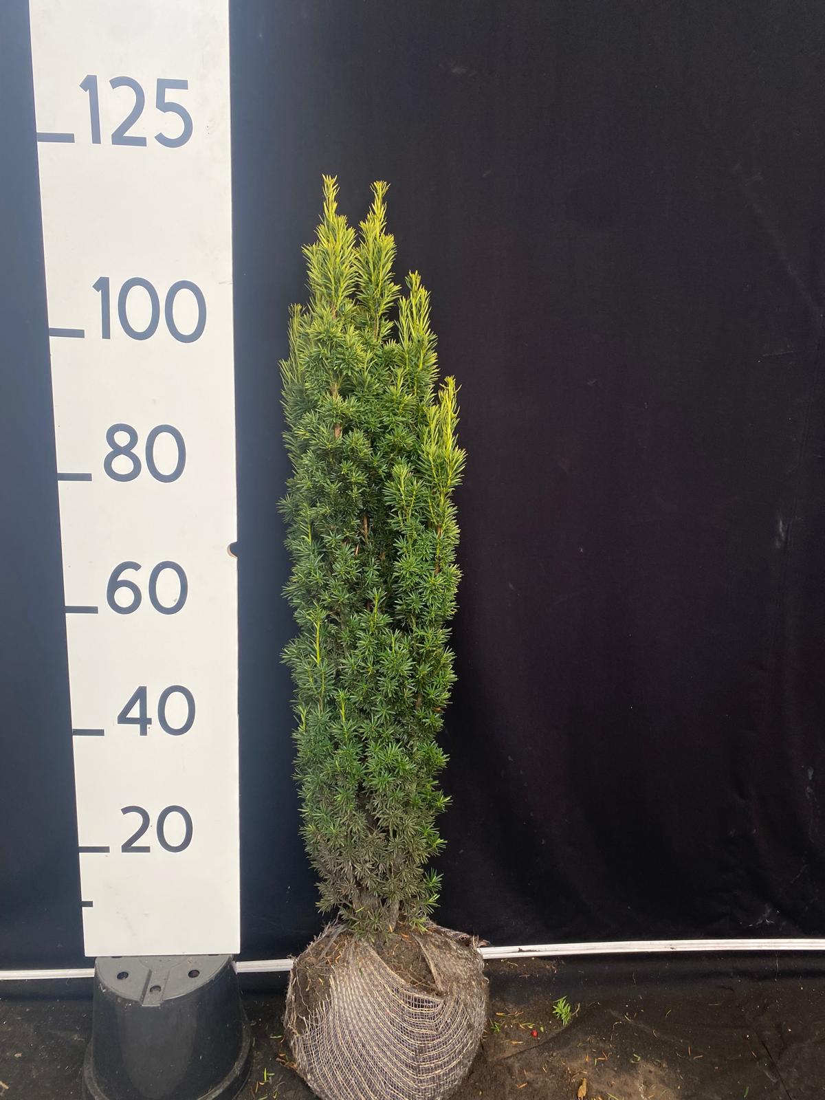 Gele zuiltaxus met kluit- Taxus baccata 'Fastigiata Aurea'