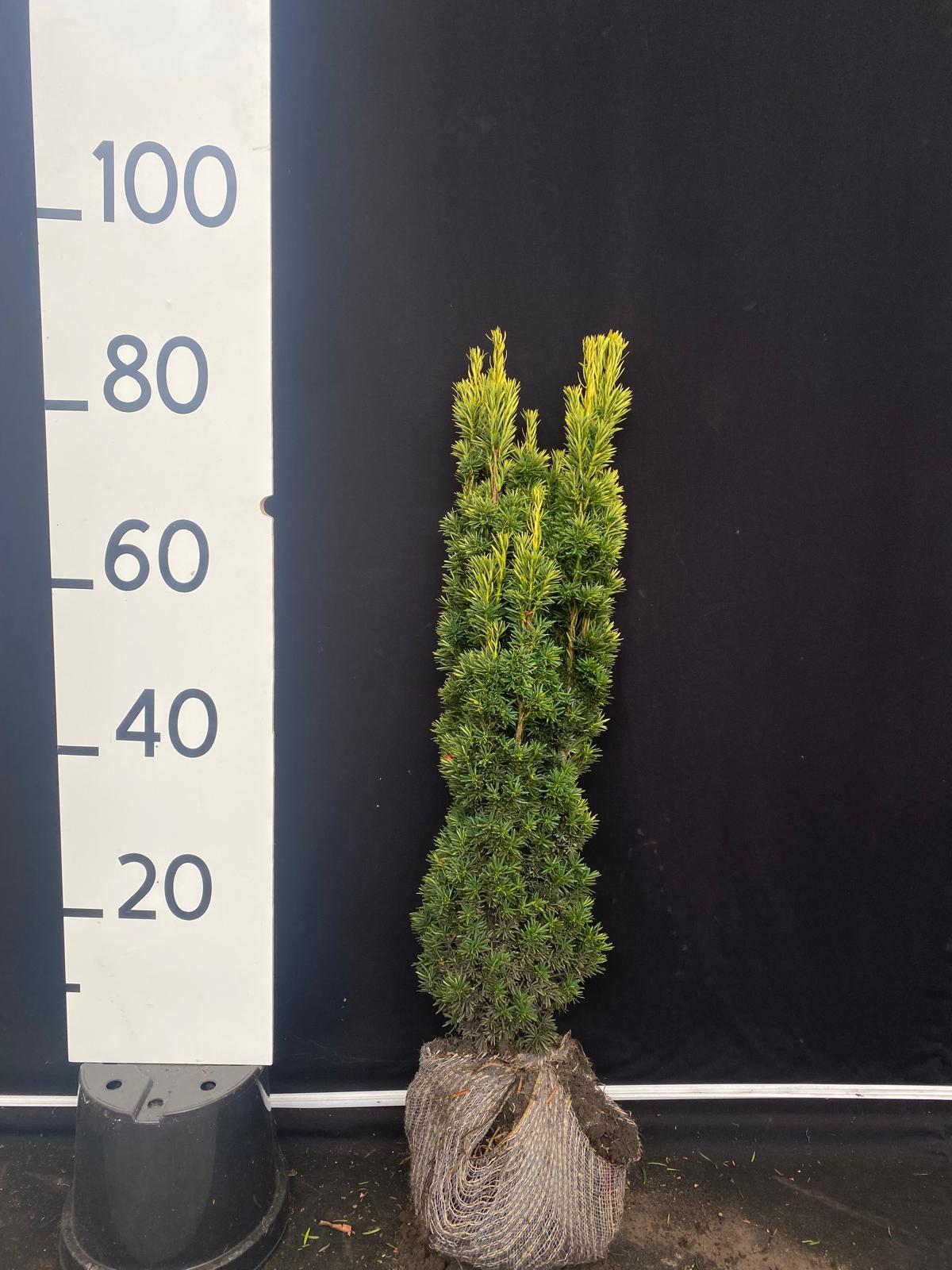 Gele zuiltaxus met kluit- Taxus baccata 'Fastigiata Aurea'