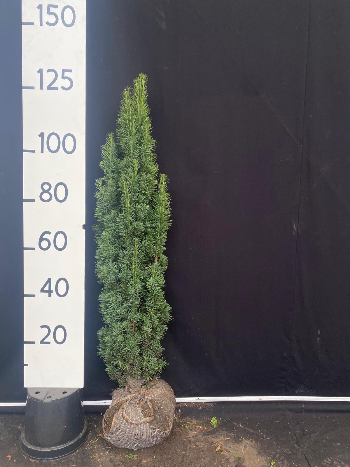 Zuilvormige taxus met kluit- Taxus baccata 'Fastigiata Robusta'