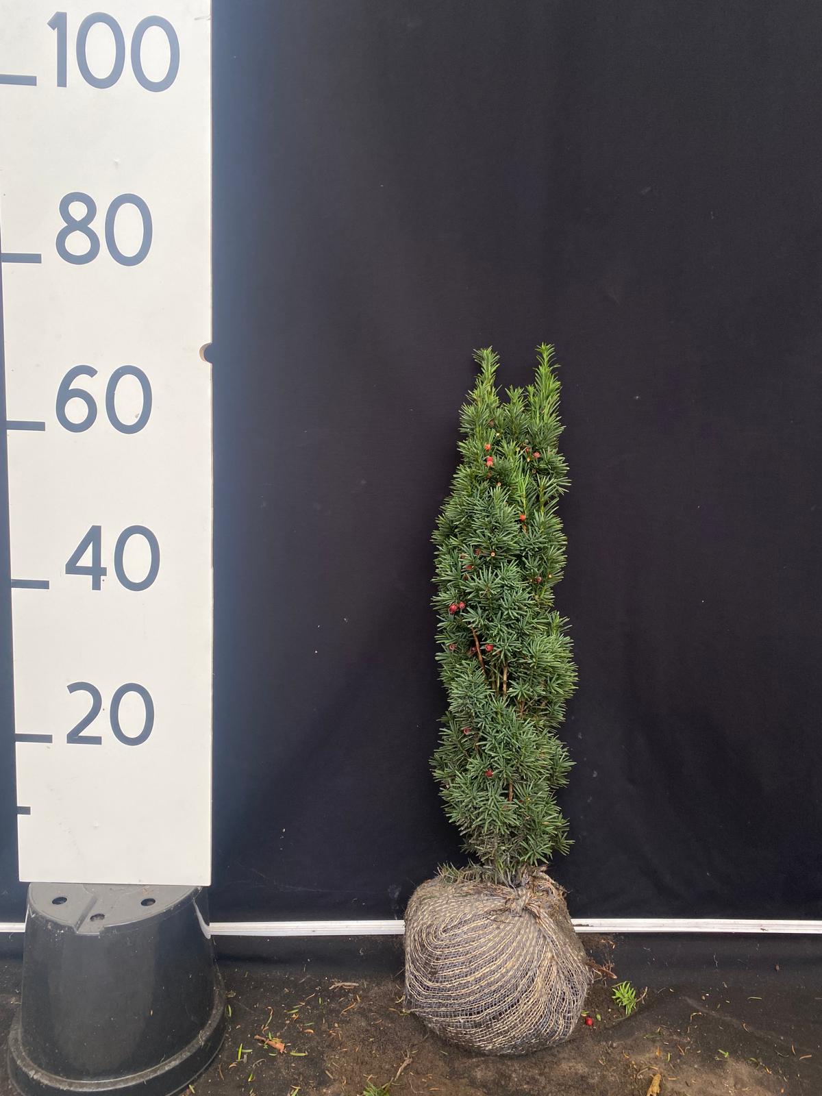 Zuilvormige taxus met kluit- Taxus baccata 'Fastigiata Robusta'