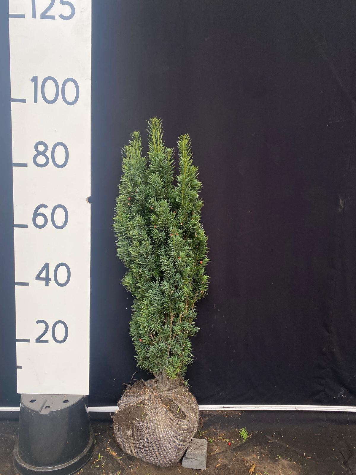 Zuilvormige taxus met kluit- Taxus baccata 'Fastigiata Robusta'