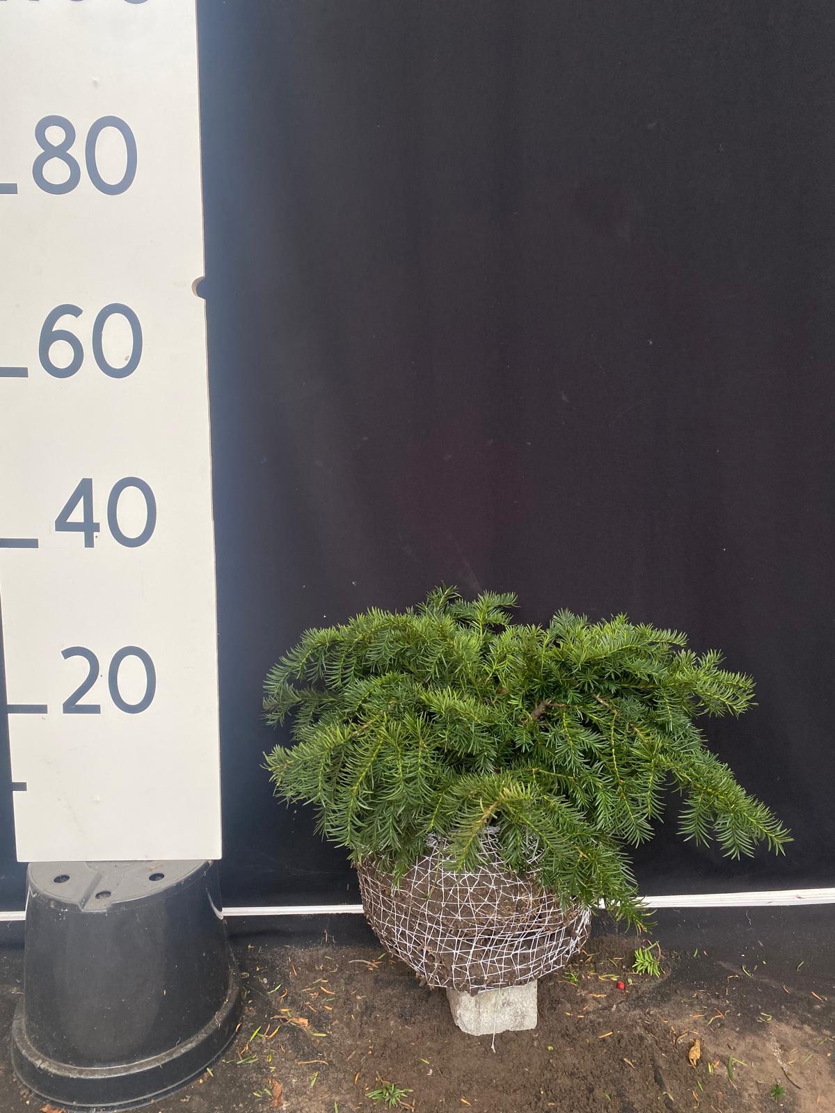 Lage taxus met kluit- Taxus baccata 'Repandens'