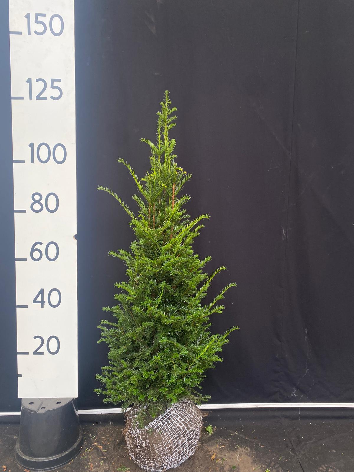 Taxus met kluit- Taxus baccata