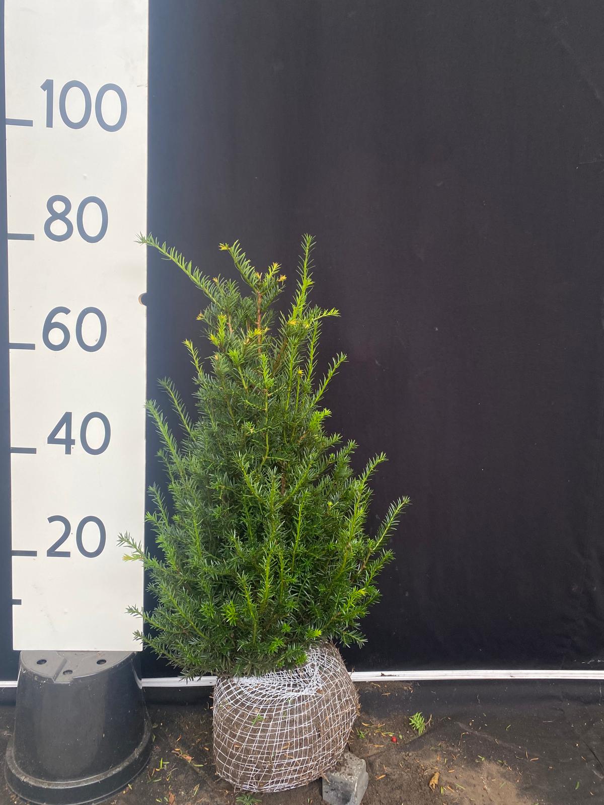 Taxus met kluit- Taxus baccata
