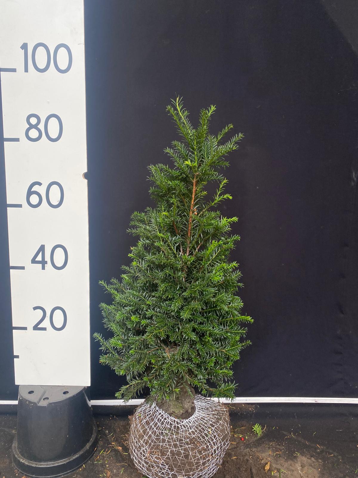 Taxus met kluit- Taxus baccata