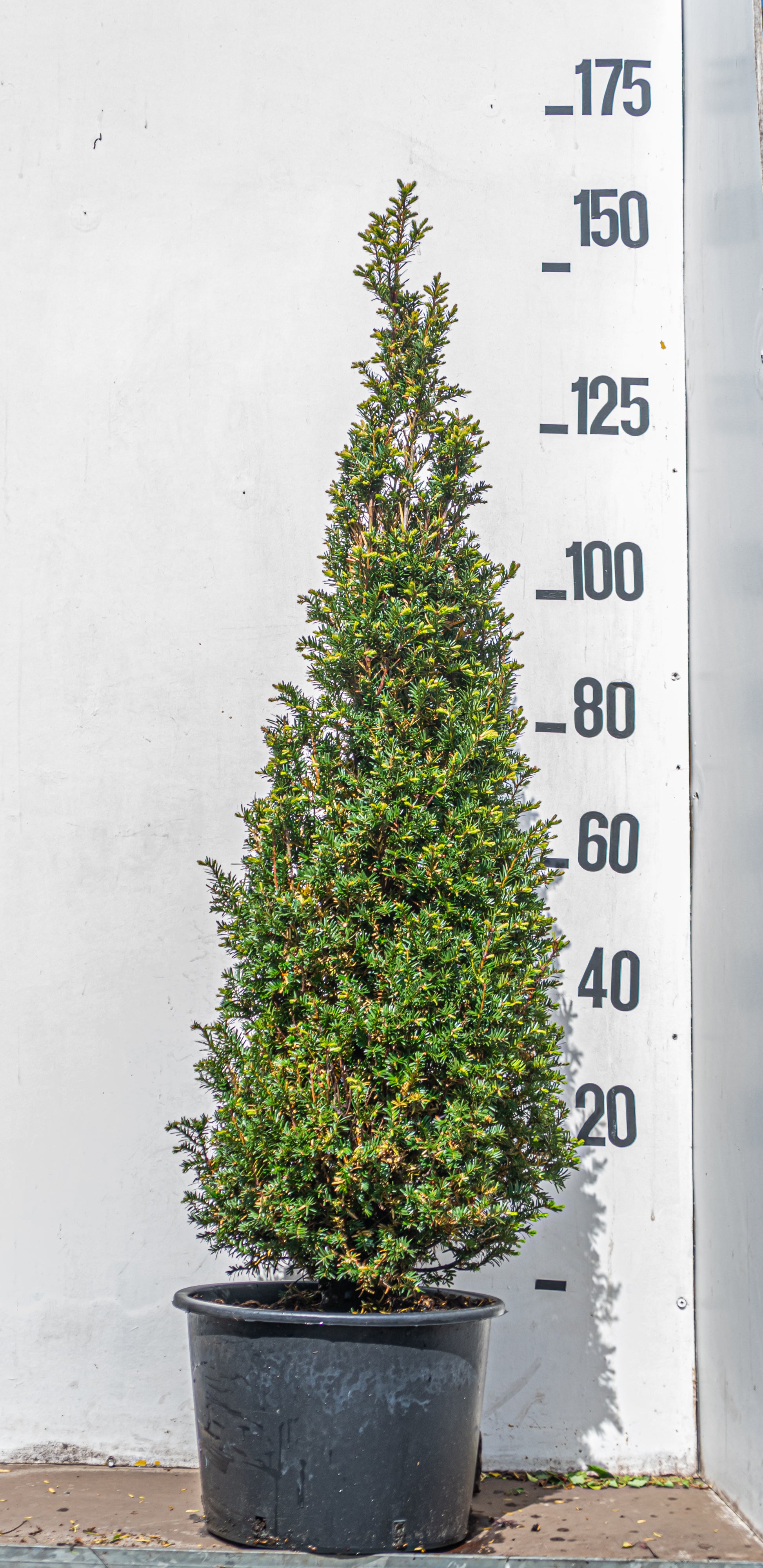 Taxus- Taxus baccata