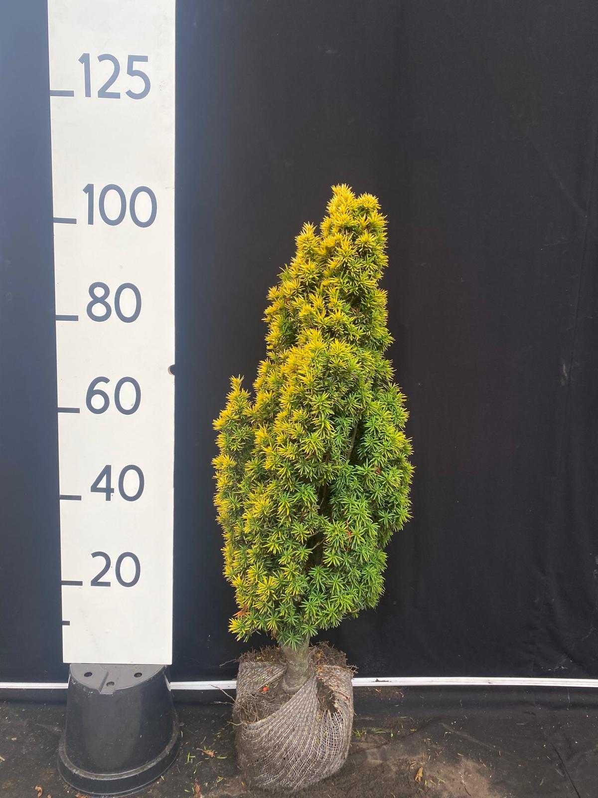 Goudgele zuilvormige taxus met kluit- Taxus baccata 'Standishii'