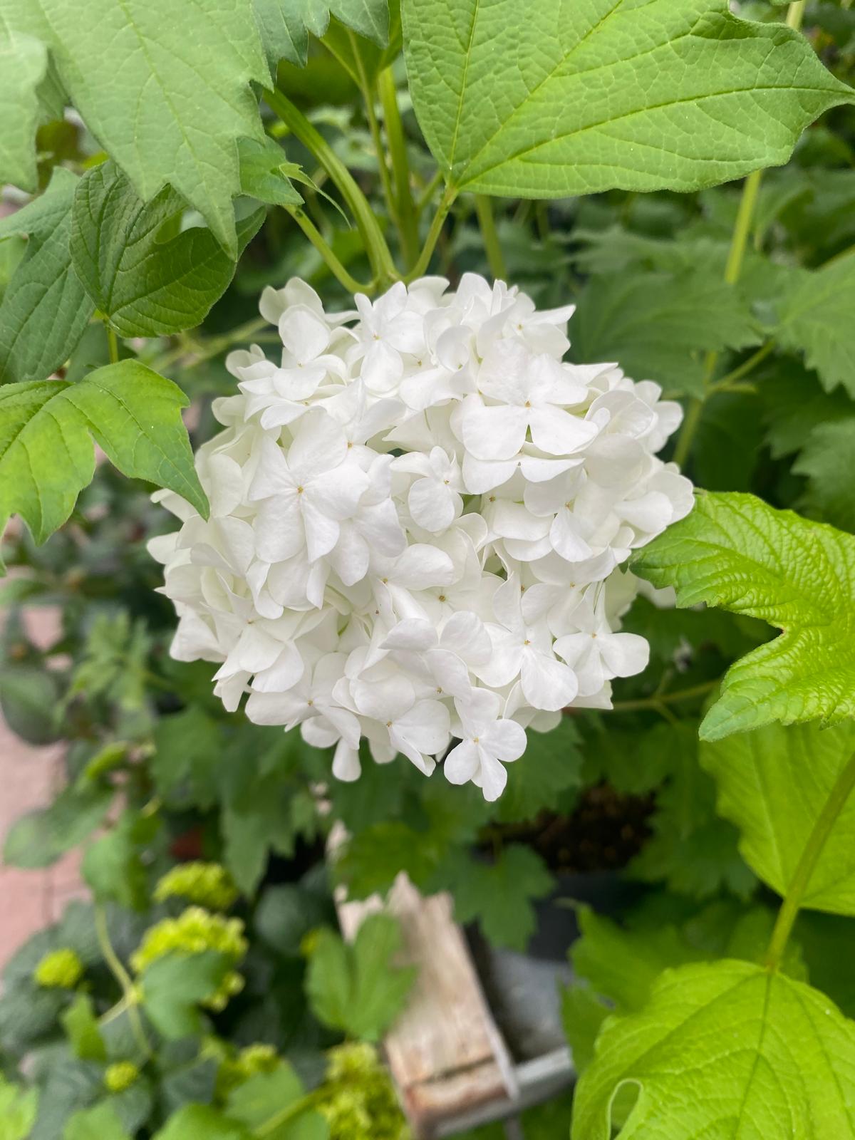 Gelderse roos in pot- Viburnum opulus