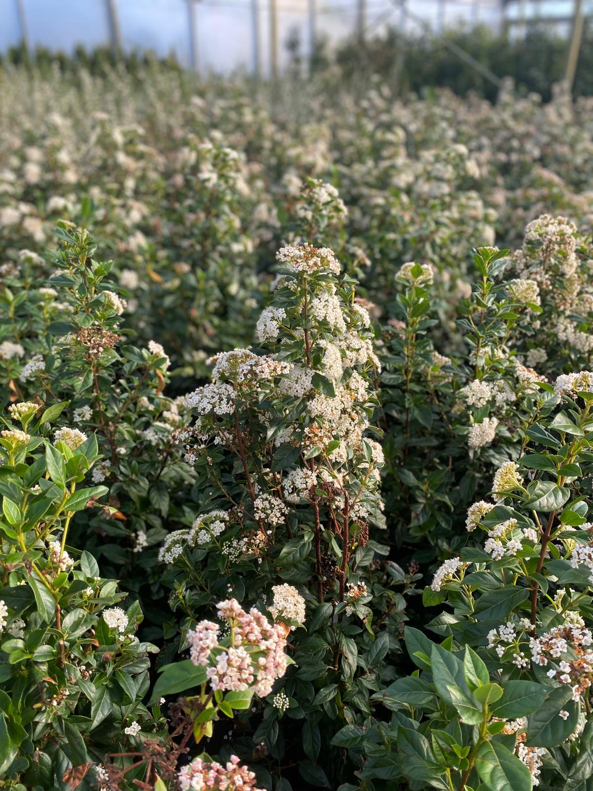Sneeuwbal in pot- Viburnum tinus