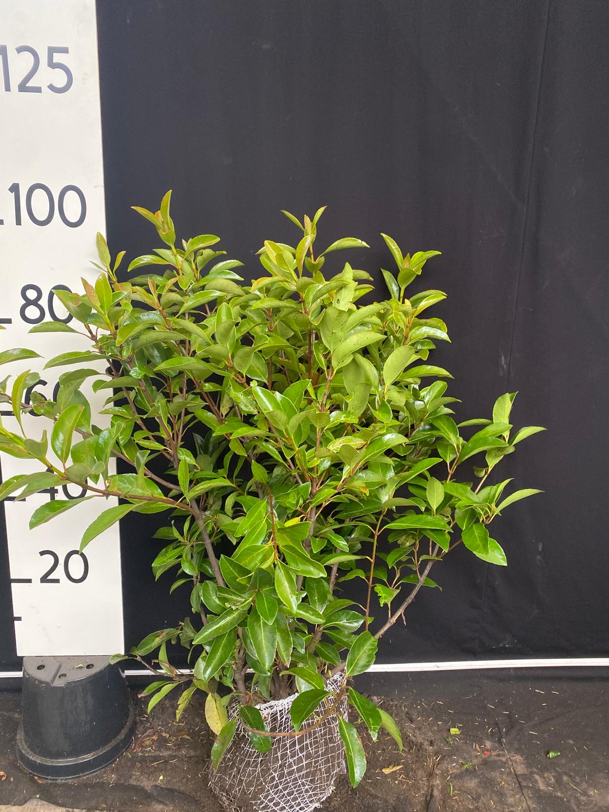 Wintergroene sneeuwbal met kluit - Viburnum odoratissimum 'Awabuki'