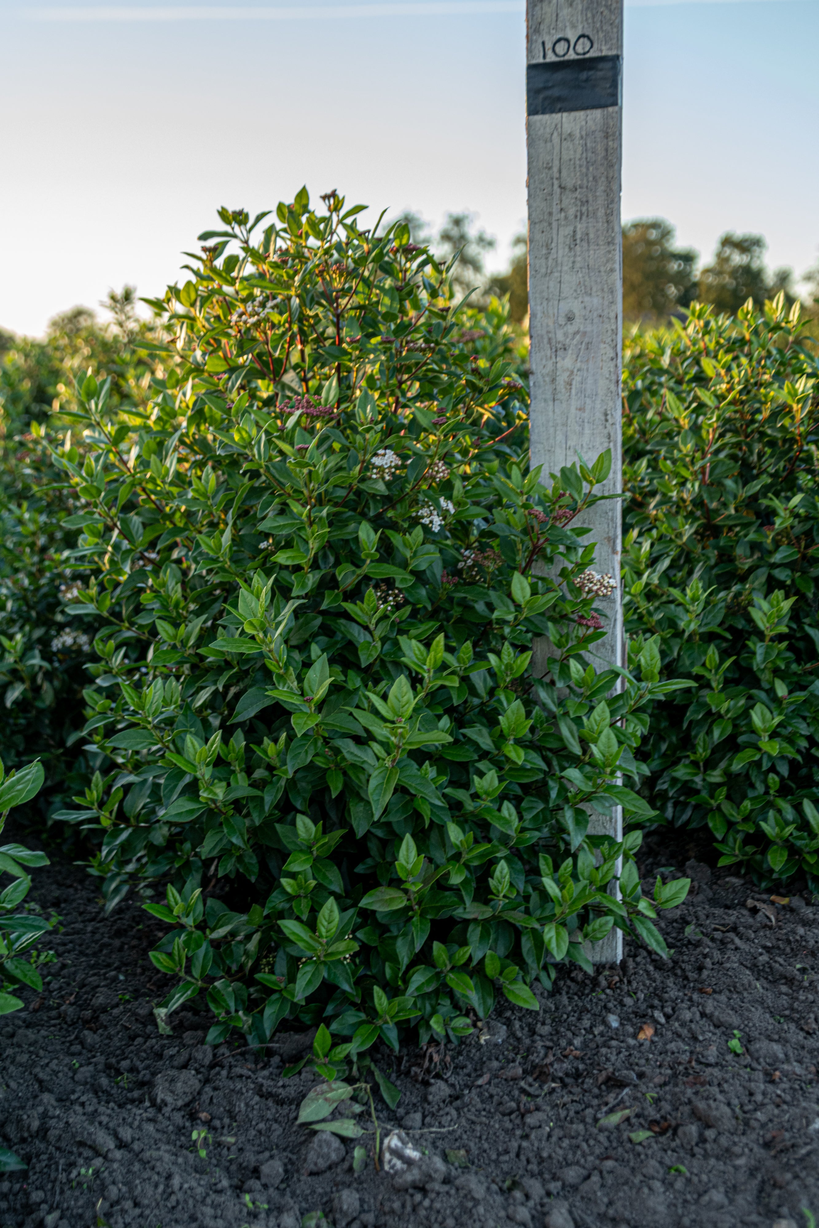 Sneeuwbal met kluit- Viburnum tinus
