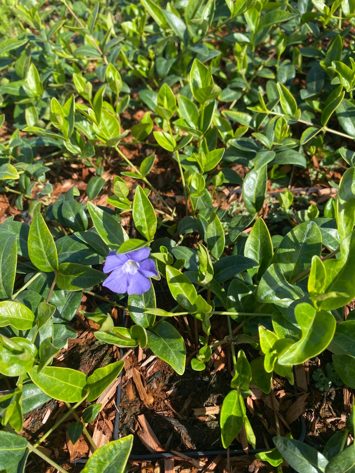 Kleine maagdenpalm- Vinca minor