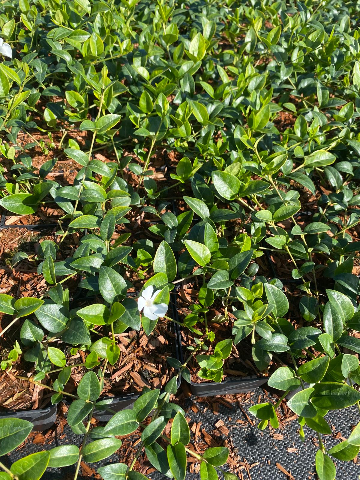 Witte kleine maagdenpalm- Vinca minor 'Alba'