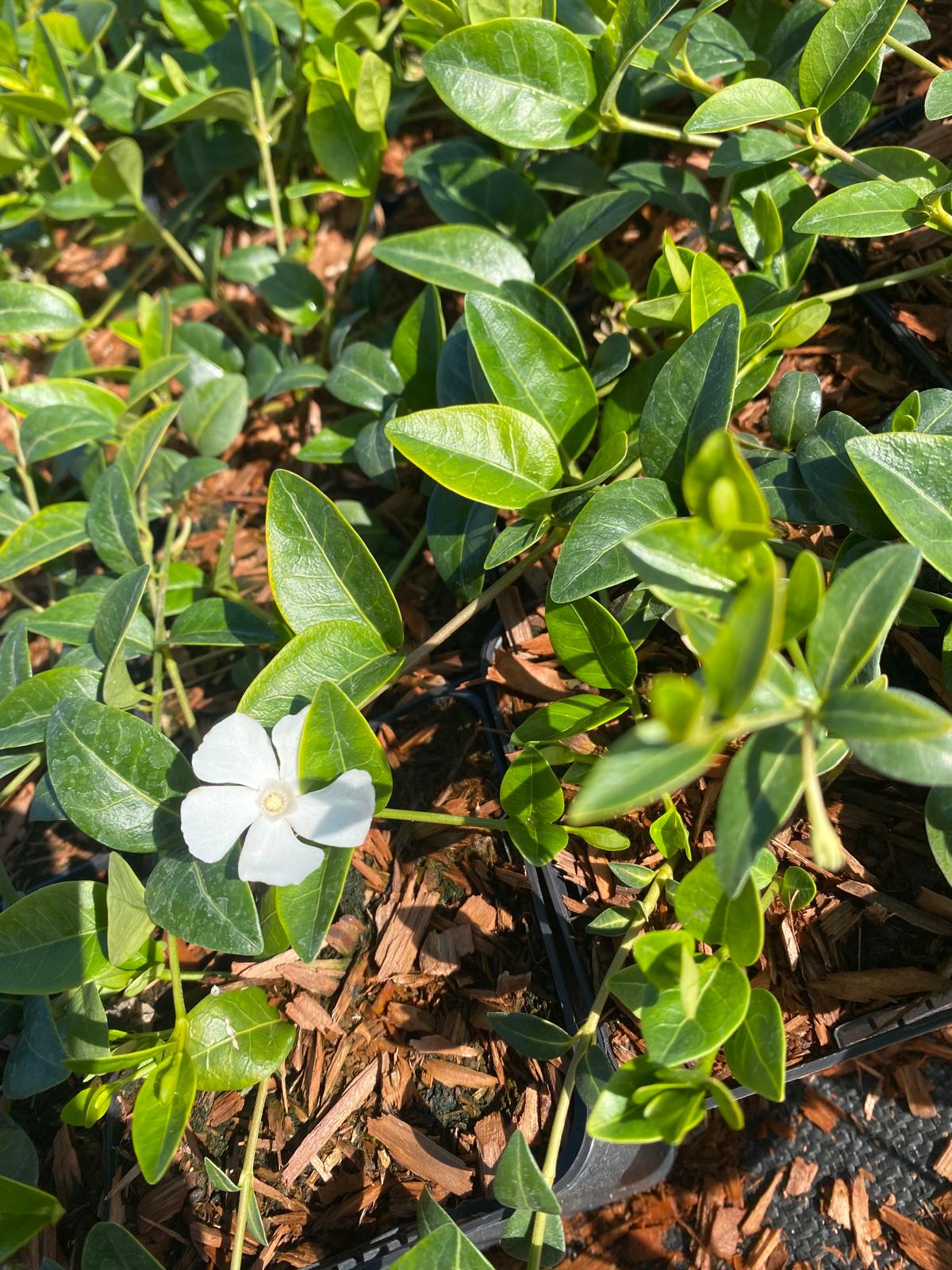 Witte kleine maagdenpalm- Vinca minor 'Alba'