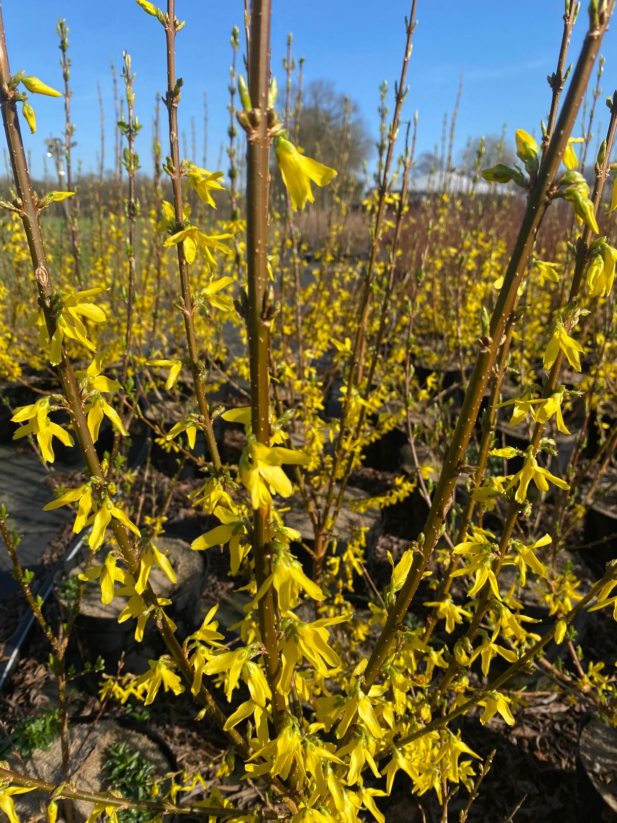 Chinees klokje- Forsythia intermedia 'Spectabilis'