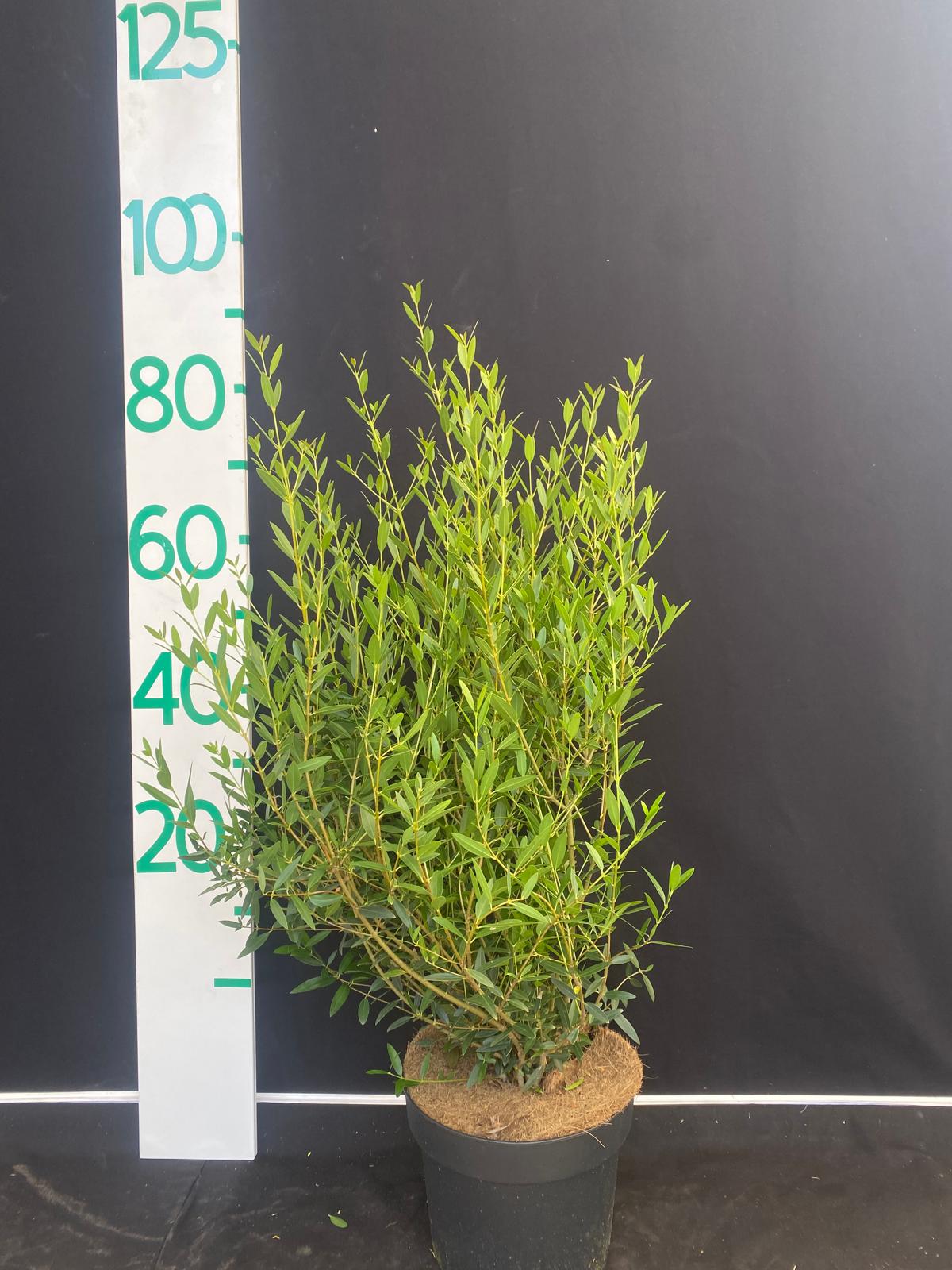 Steenlinde in pot - Phillyrea angustifolia