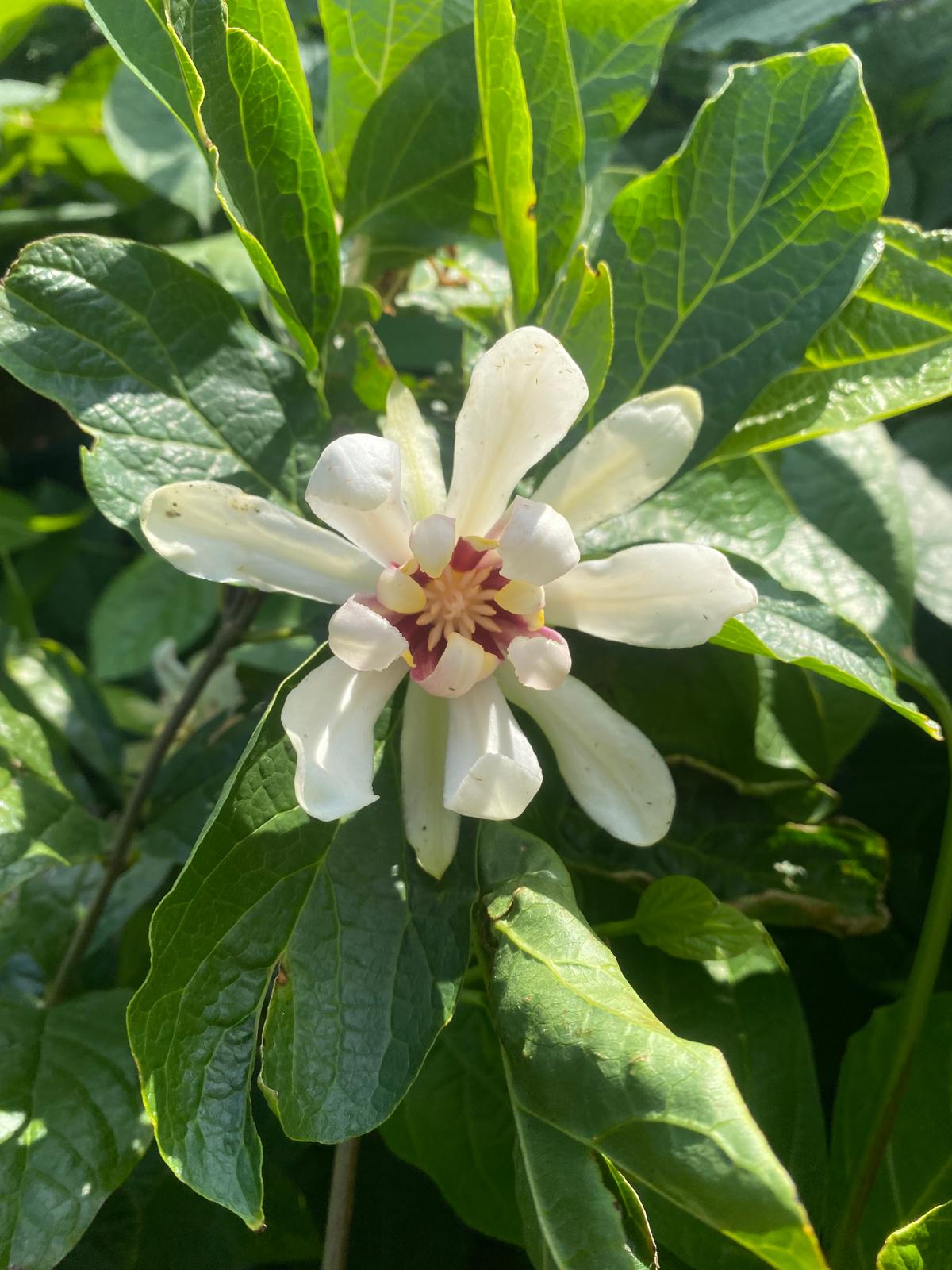 Specerijstruik in pot - Calycanthus 'Venus'