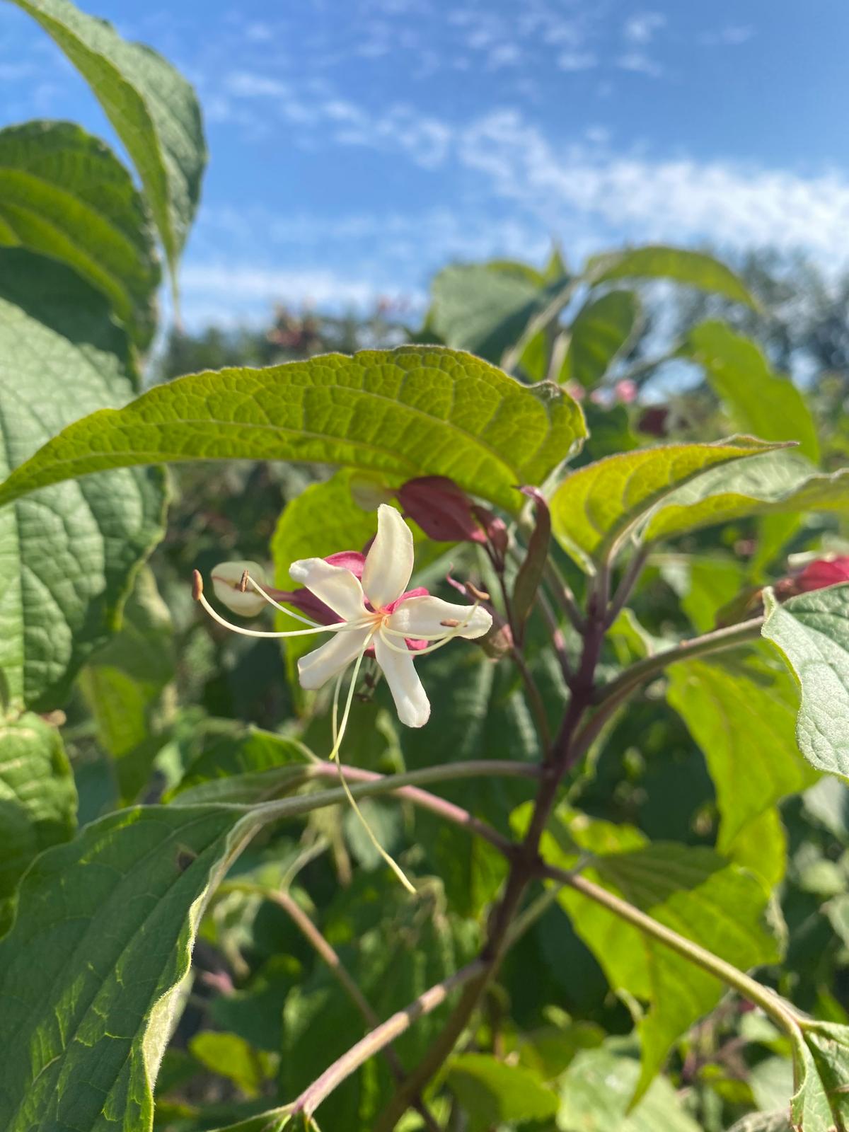 Kansenboom in pot - Clerodendrum trichotomum