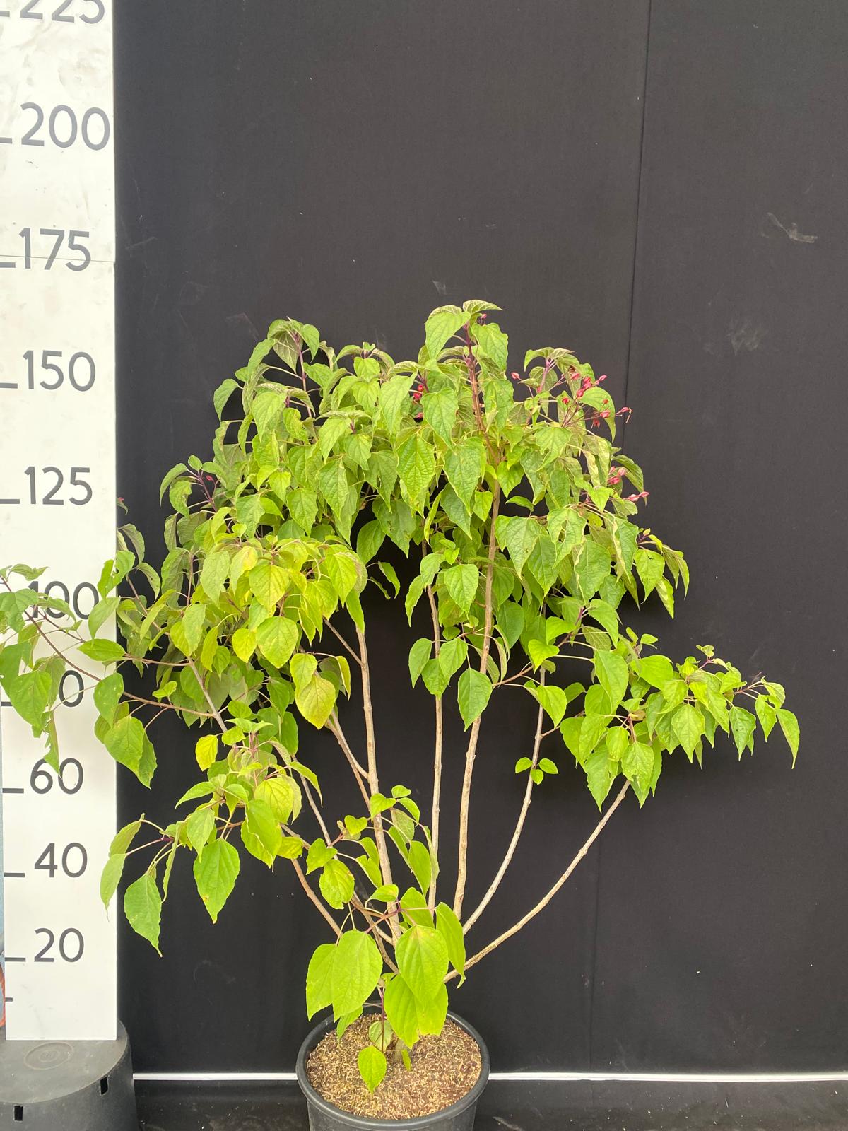 Kansenboom in pot - Clerodendrum trichotomum