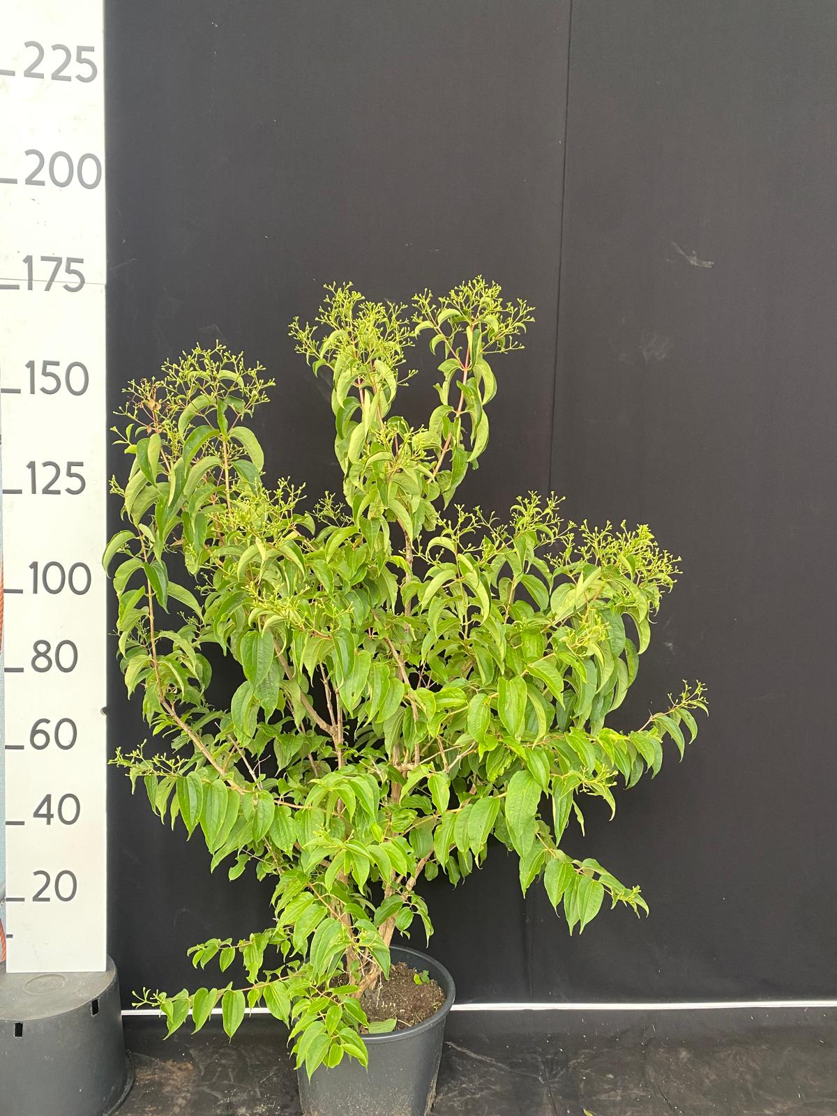 Zevenzonenboom in pot - Heptacodium miconioides