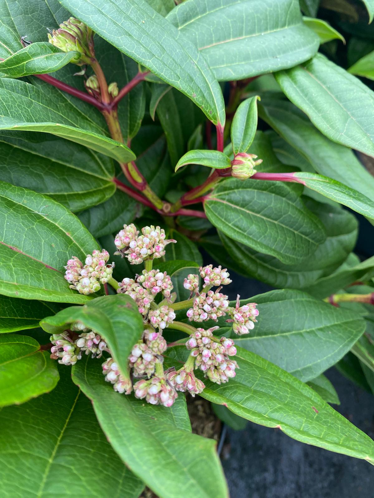 Sneeuwbal- Viburnum davidii