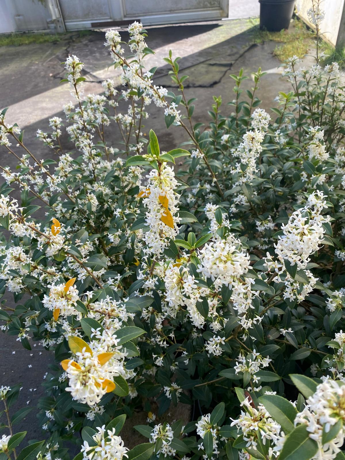 Schijnhulst in pot- Osmanthus x Burkwoodii