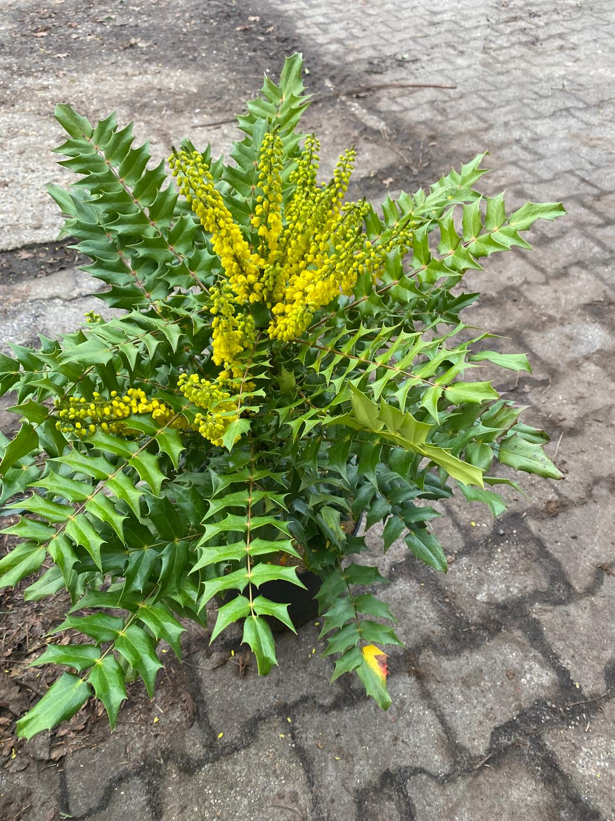 Mahoniestruik- Mahonia media 'Winter Sun'