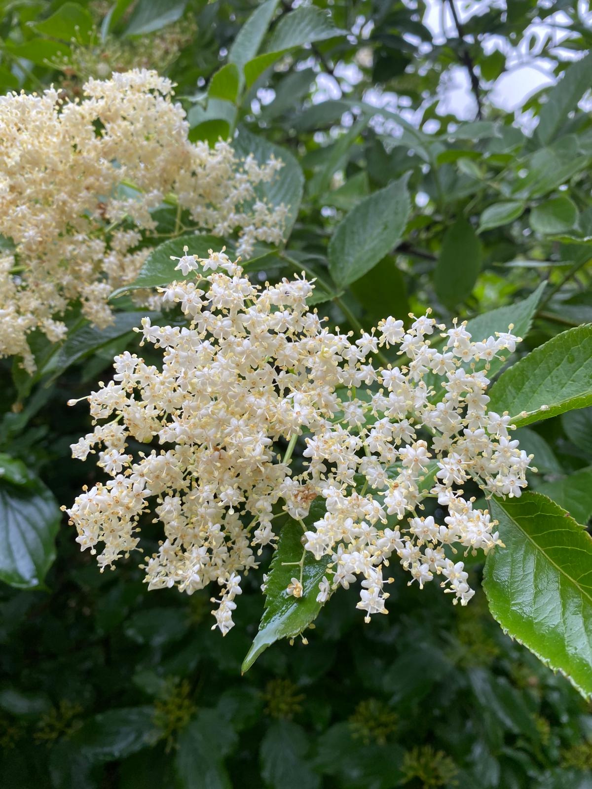 Gewone vlier- Sambucus nigra