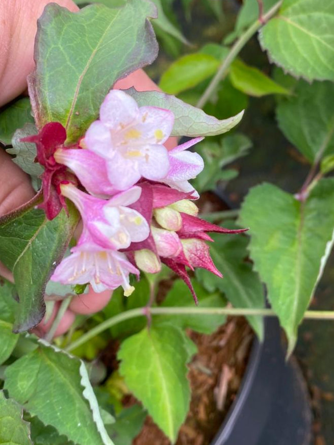 Fazantenbes- Leycesteria formosa 'Purple Rain'