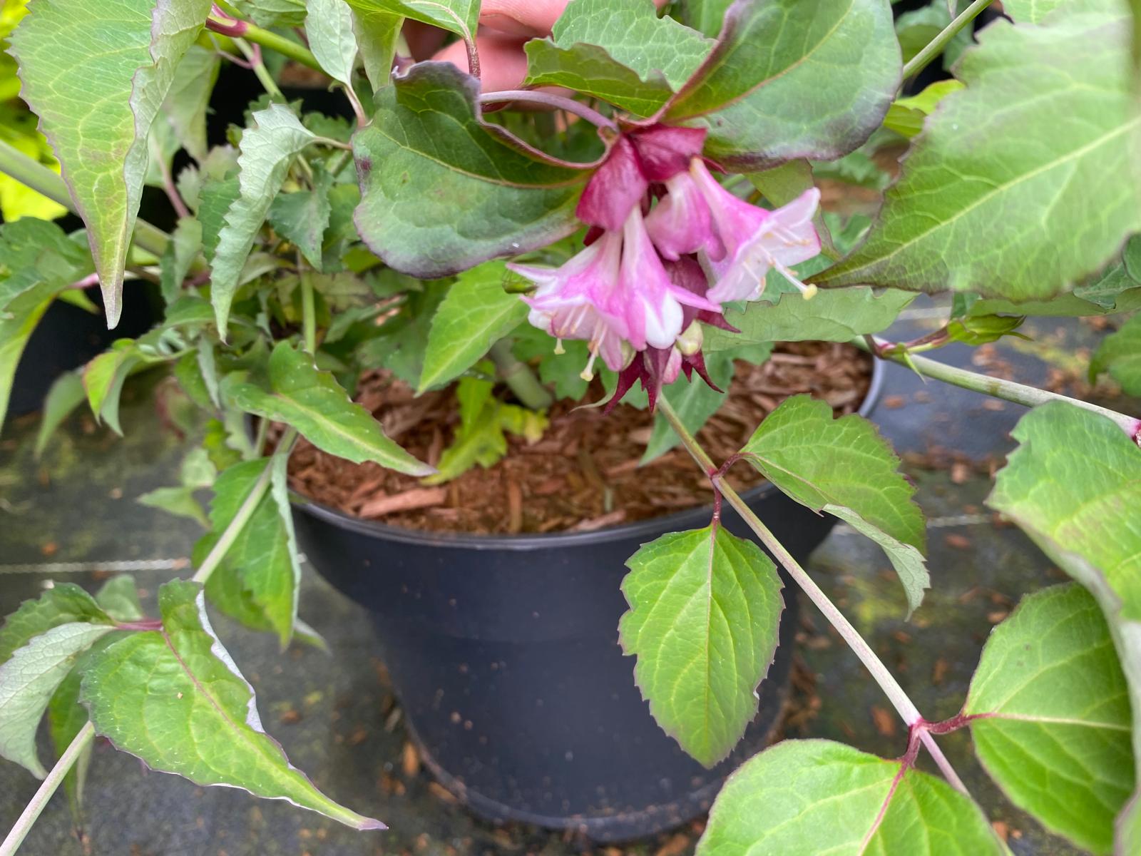 Fazantenbes- Leycesteria formosa 'Purple Rain'