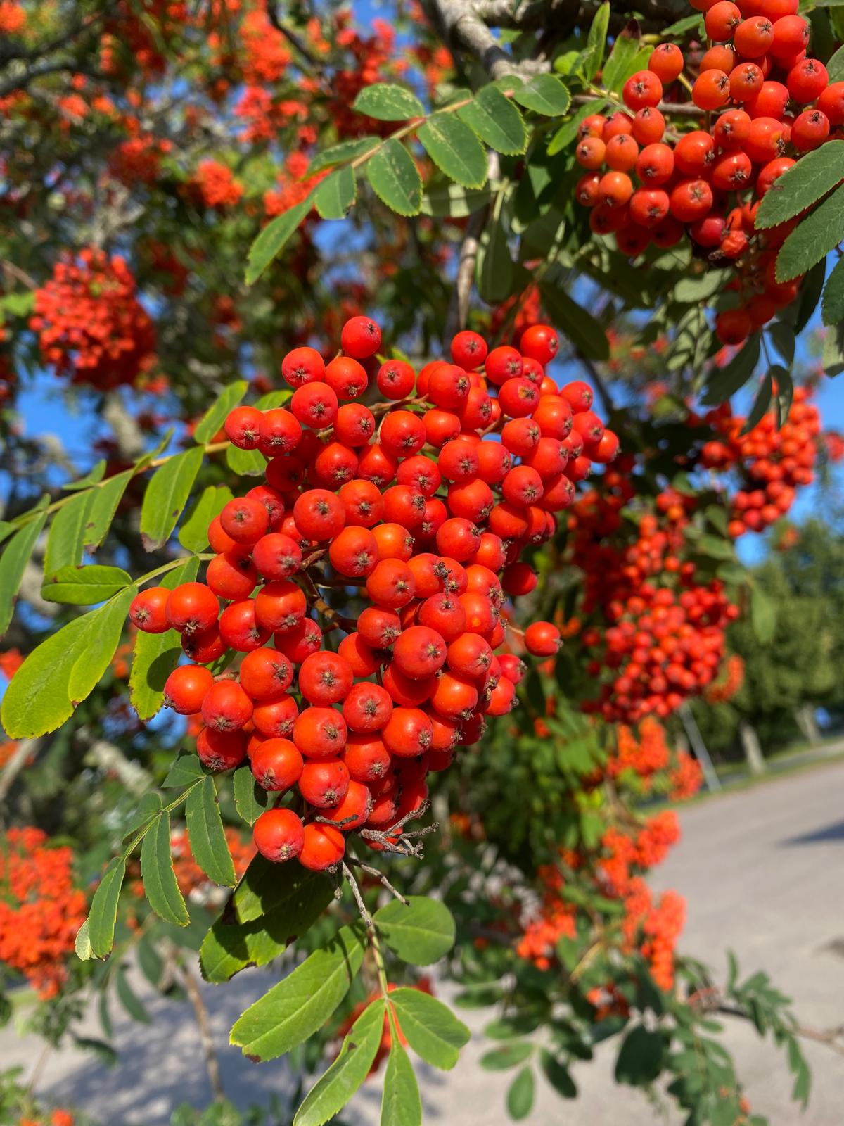 Gewone lijsterbes in pot- Sorbus aucuparia