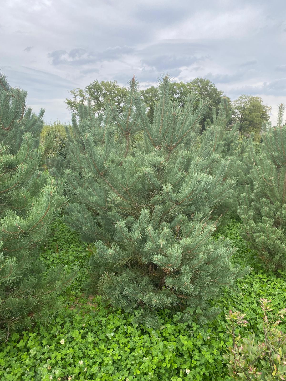 Grove den met kluit- Pinus sylvestris