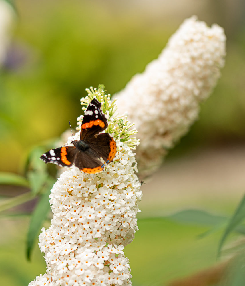 Vlinderstruik- Buddleja davidii 'White Bouquet'
