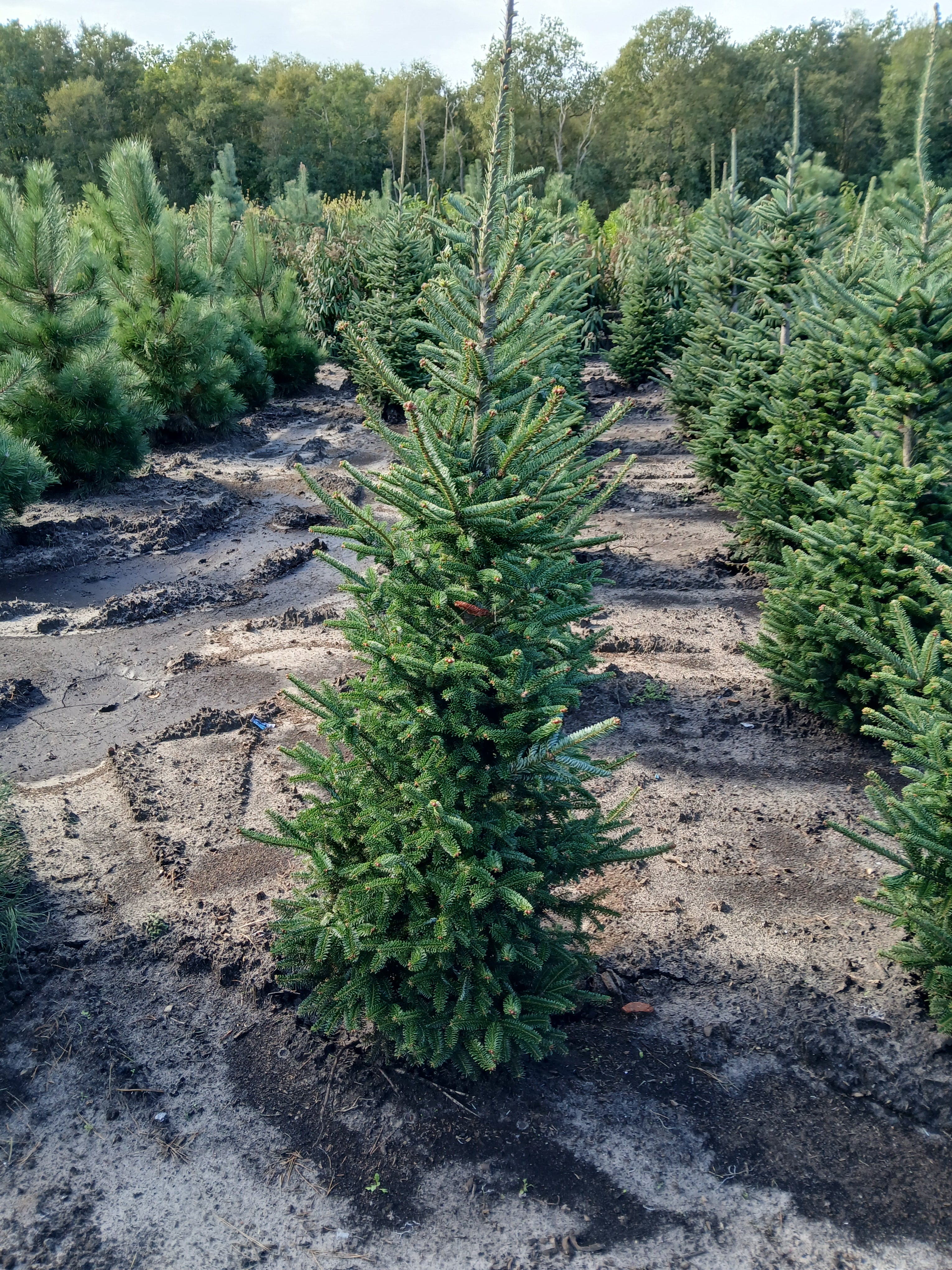 Fraserspar met kluit- Abies fraseri