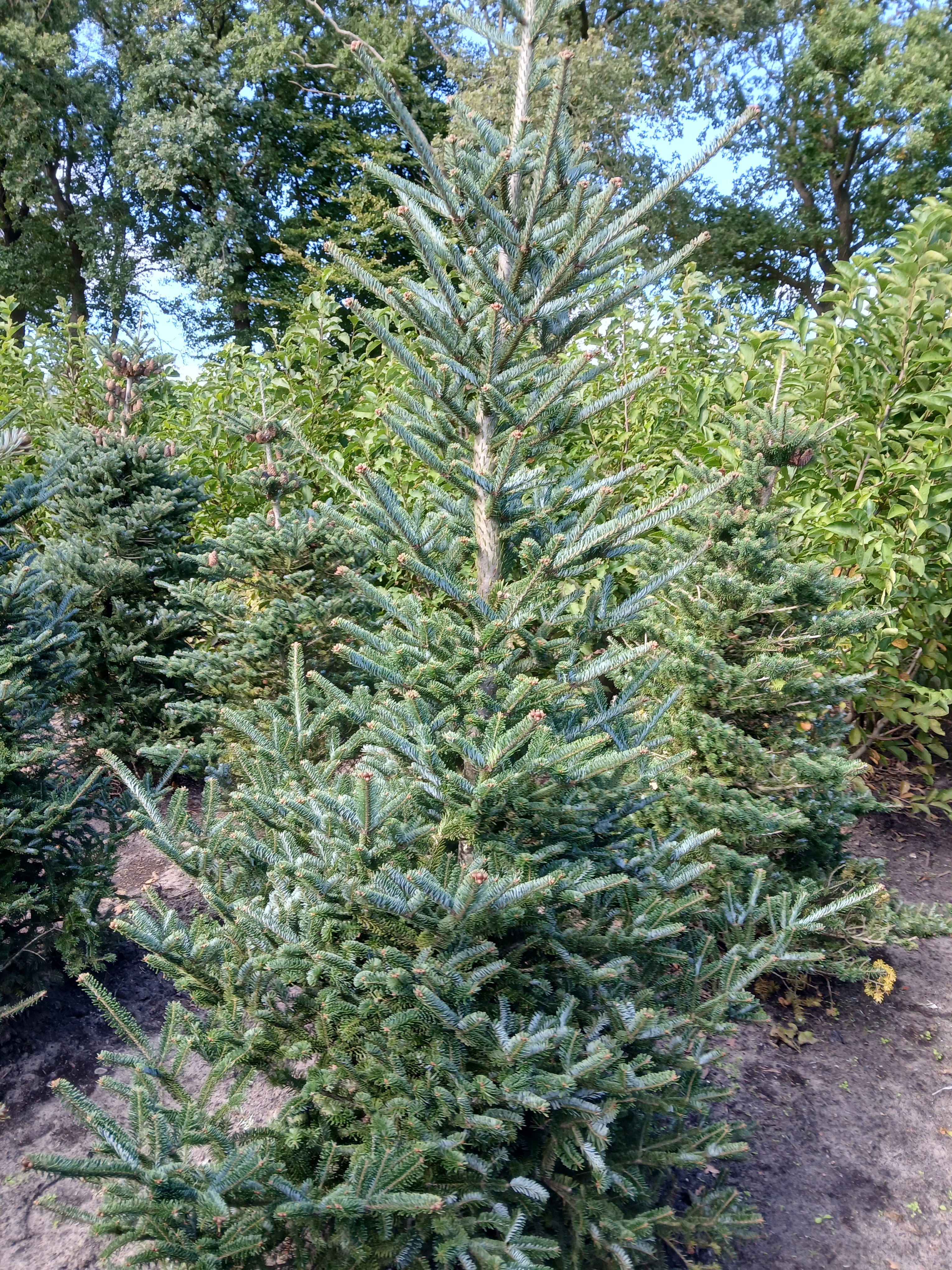 Fraserspar met kluit- Abies fraseri
