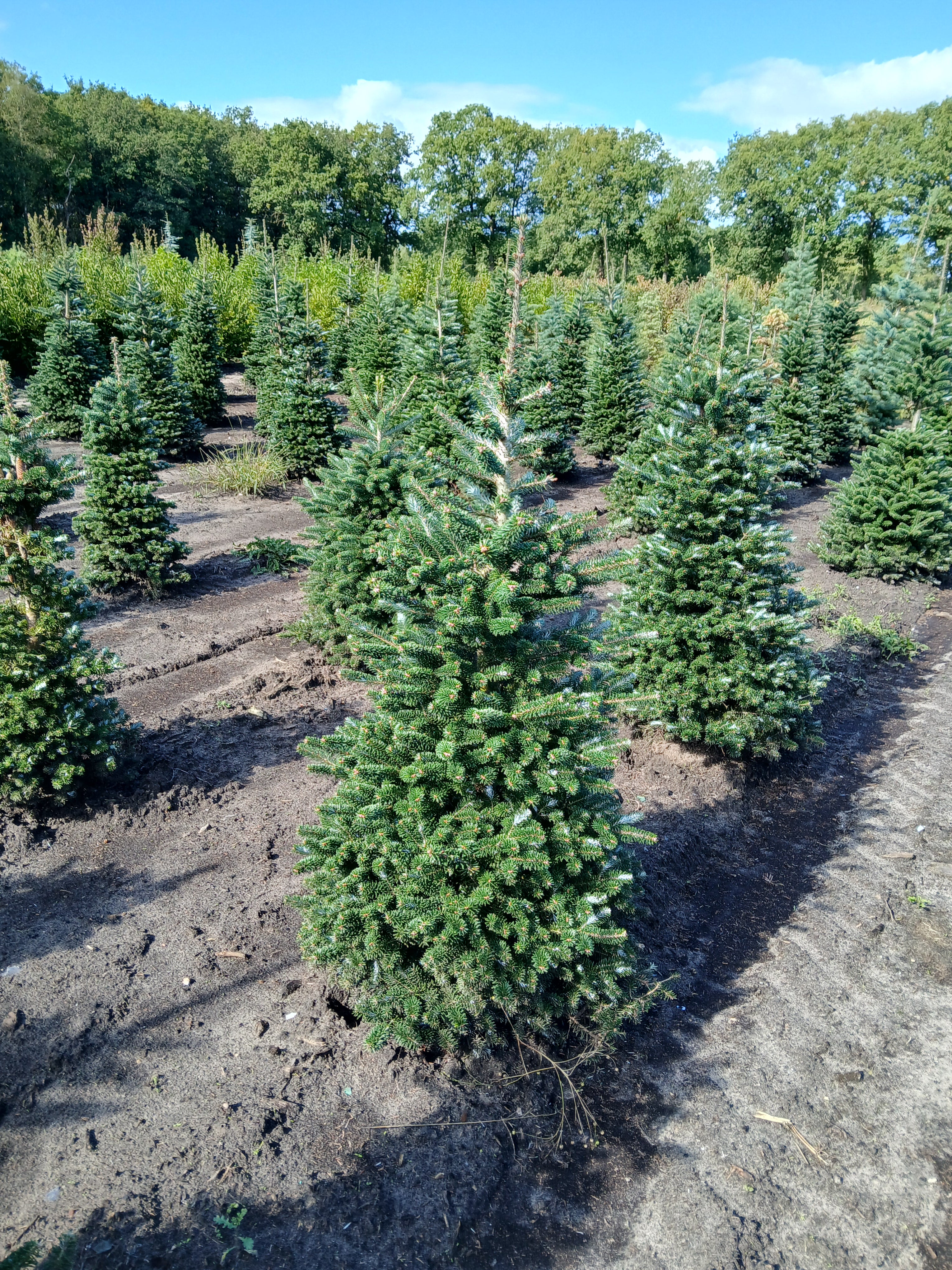 Koreaanse zilverspar met kluit- Abies koreana
