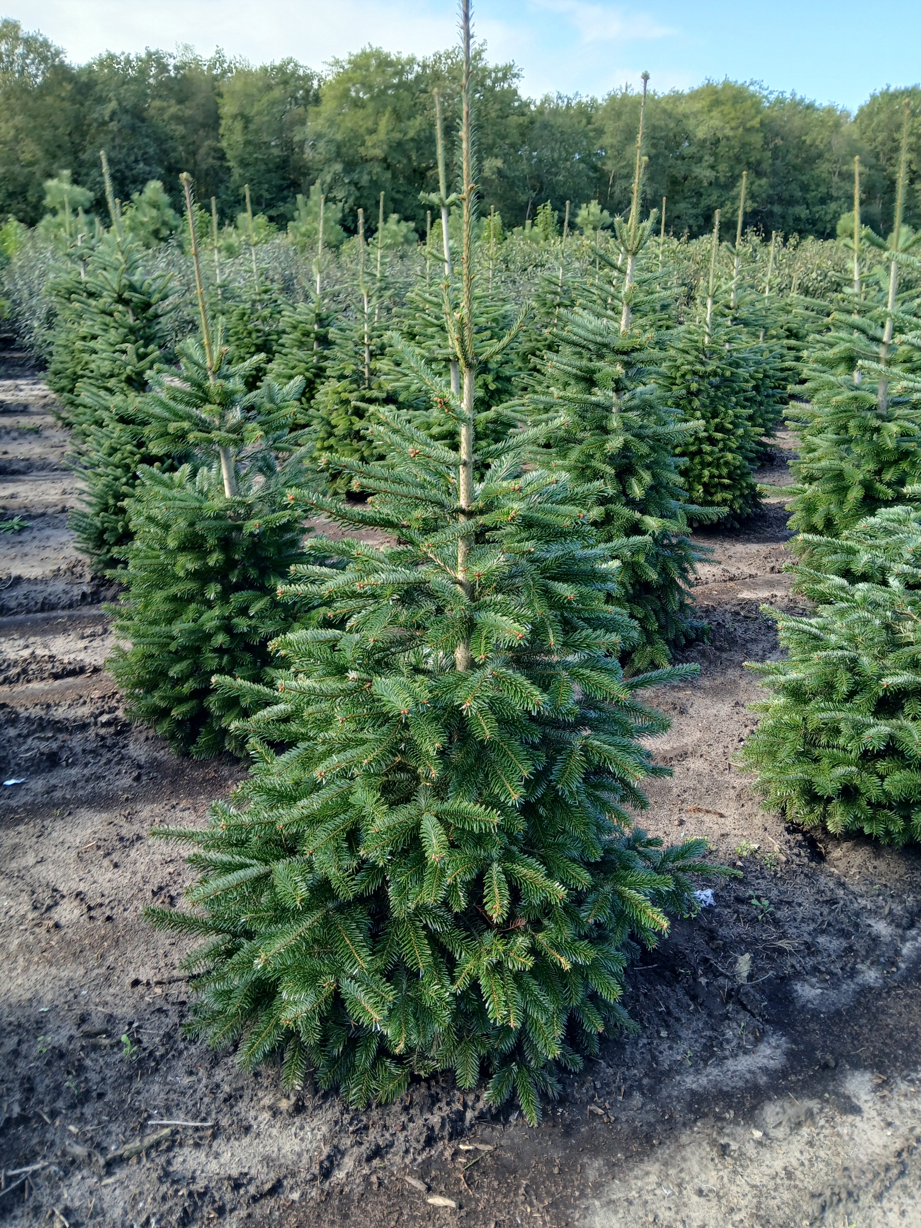 Kaukasische zilverspar met kluit- Abies nordmanniana