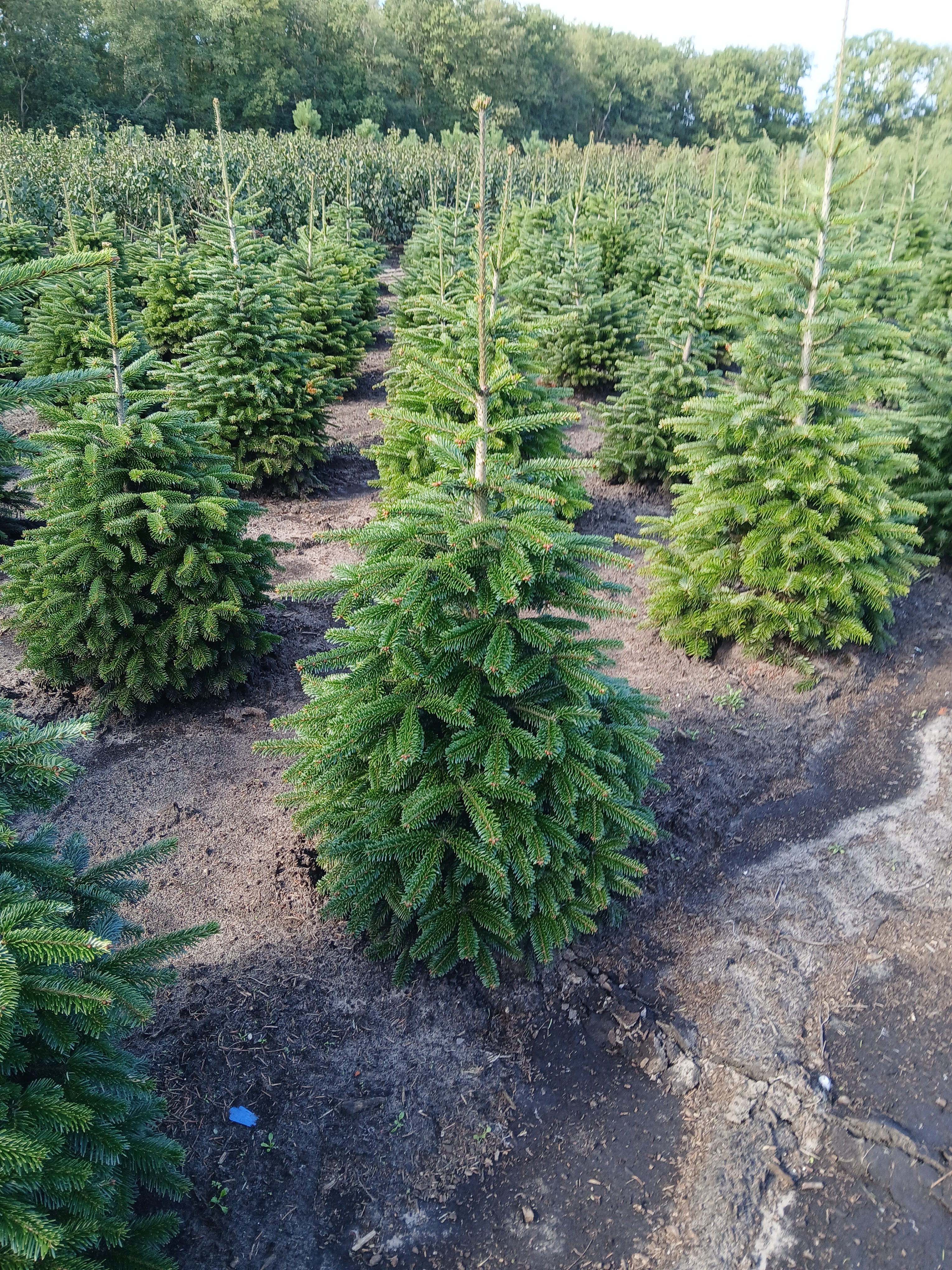 Kaukasische zilverspar met kluit- Abies nordmanniana