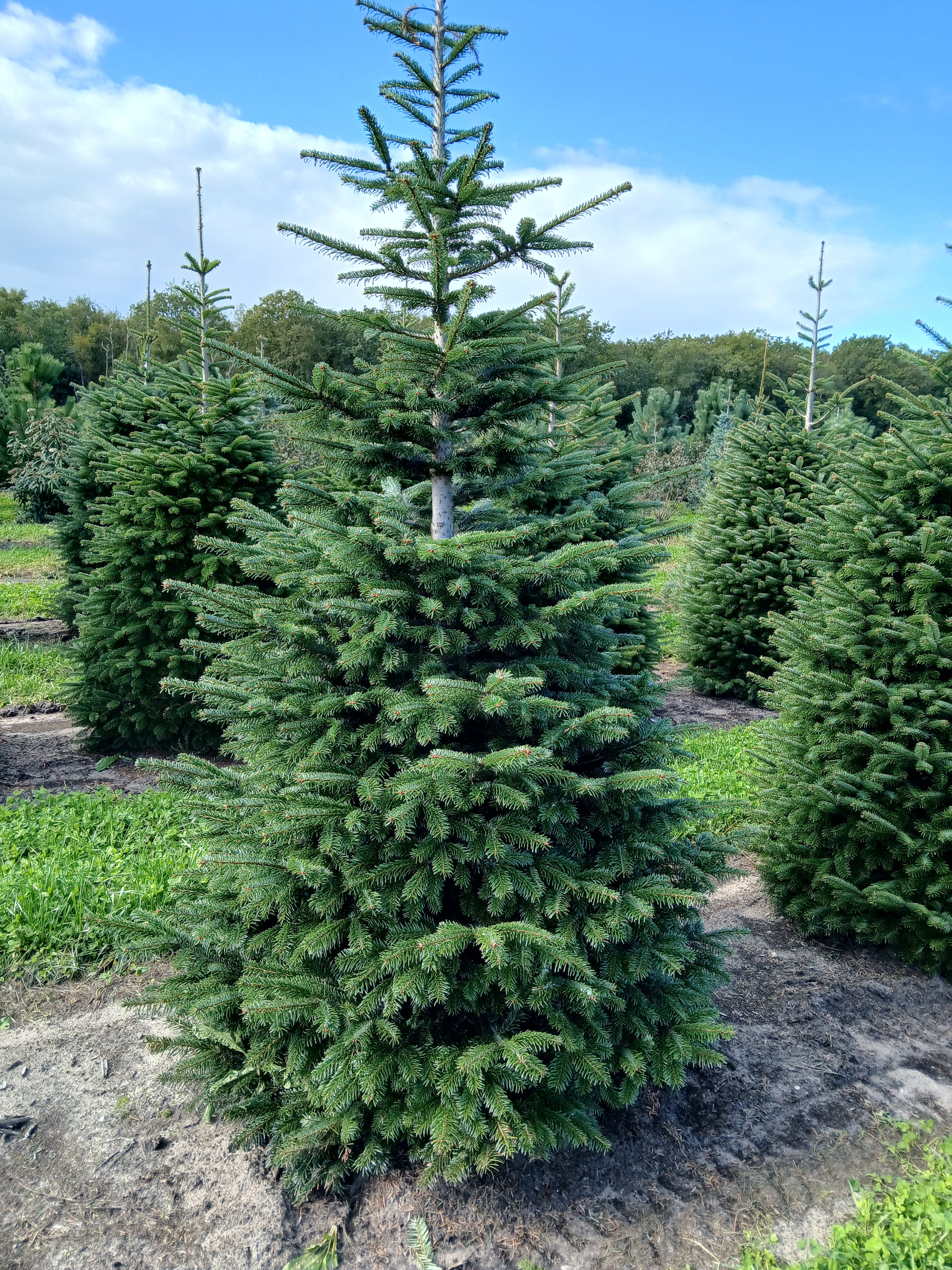 Kaukasische zilverspar met kluit- Abies nordmanniana
