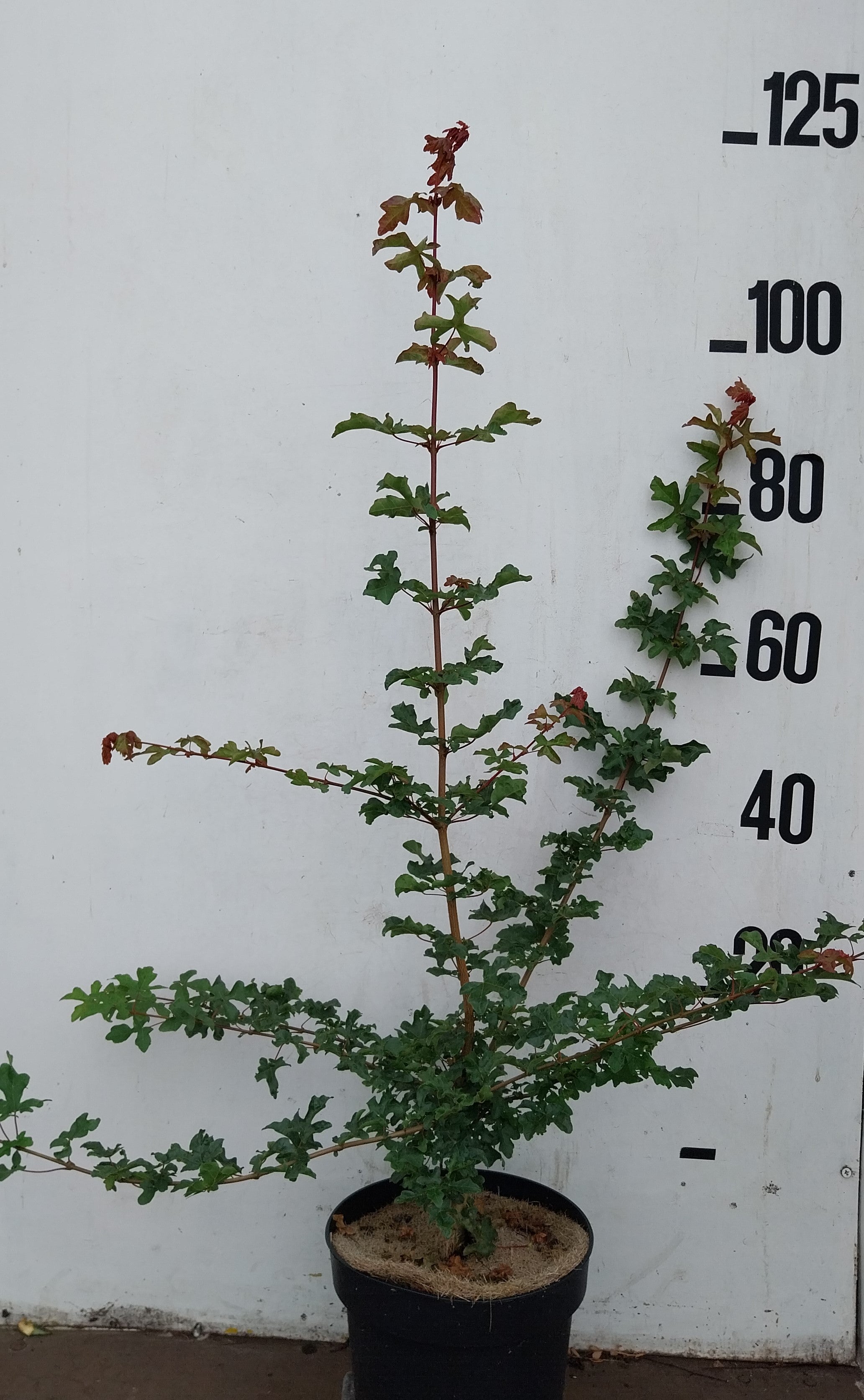 Inheemse veldesdoorn in pot- Acer campestre