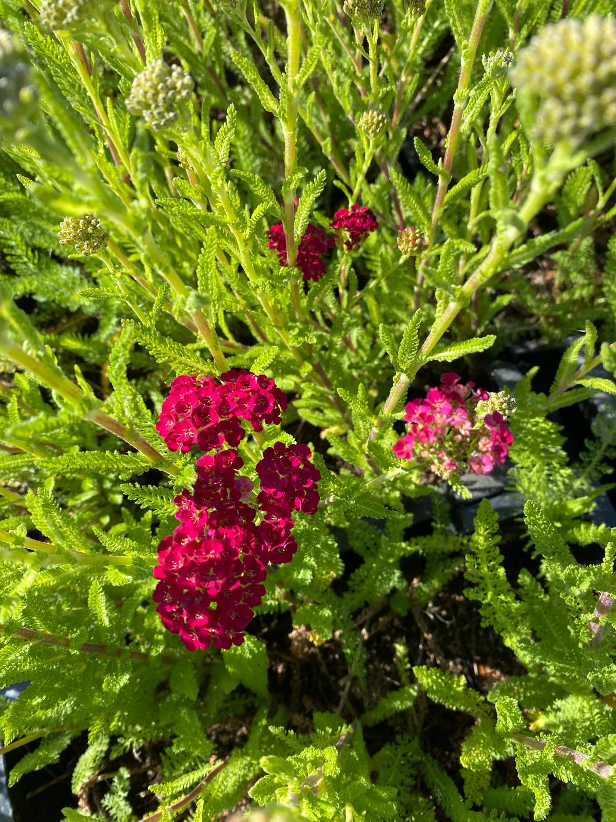 Duizendblad- Achillea millefolium 'Tutti Frutti Pomegranate'