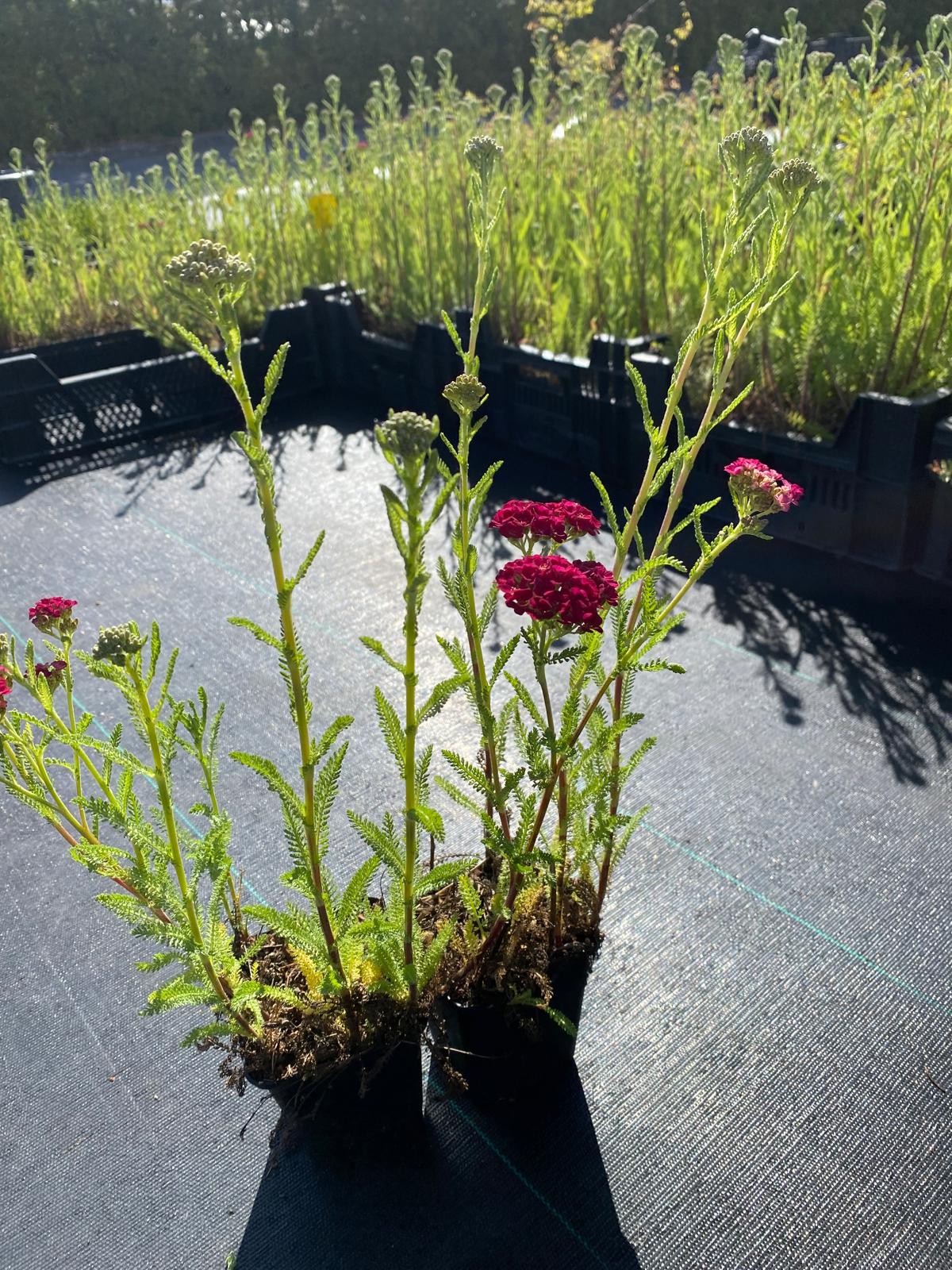 Duizendblad- Achillea millefolium 'Tutti Frutti Pomegranate'