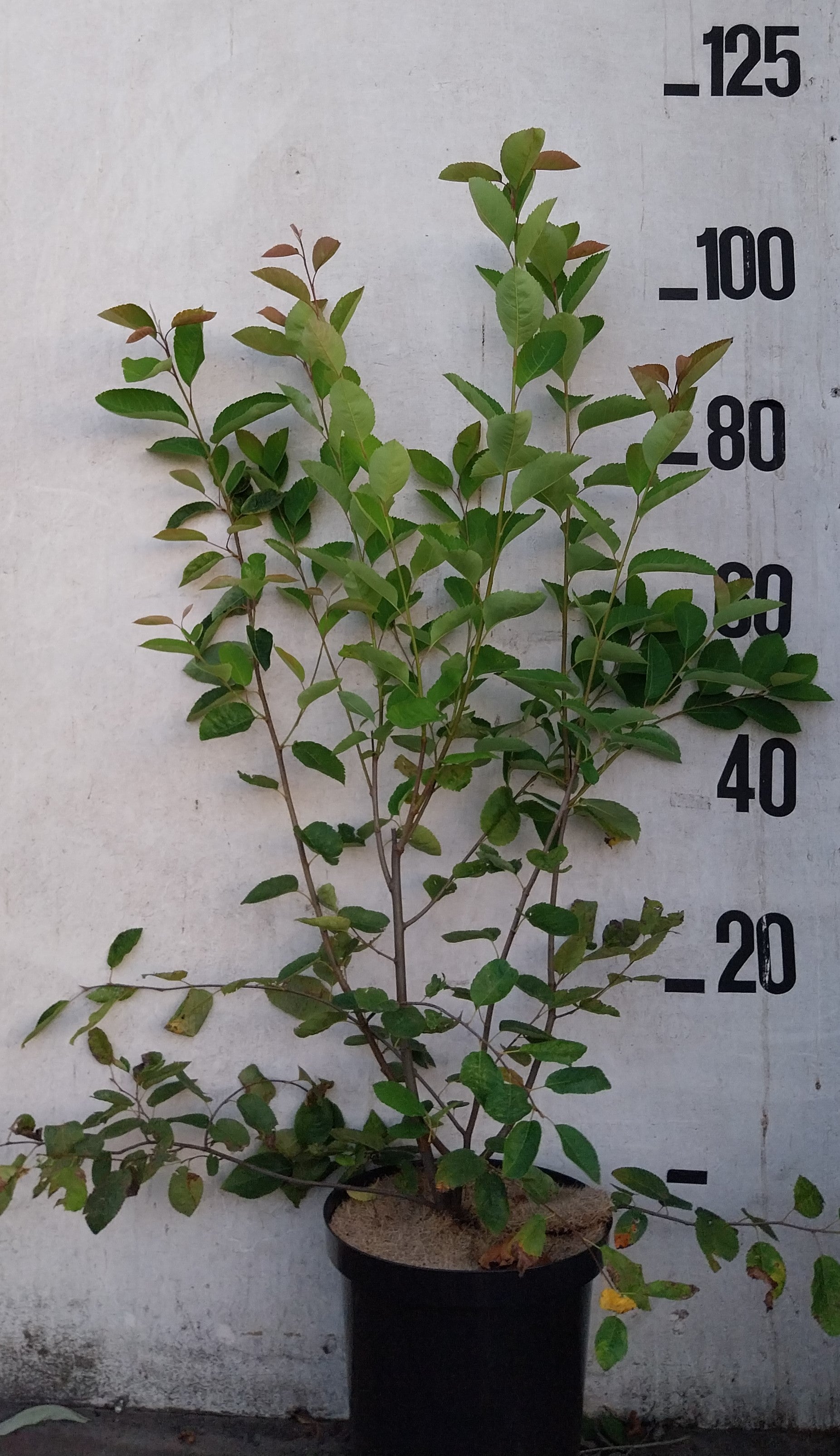Krentenboom in pot- Amelanchier lamarckii